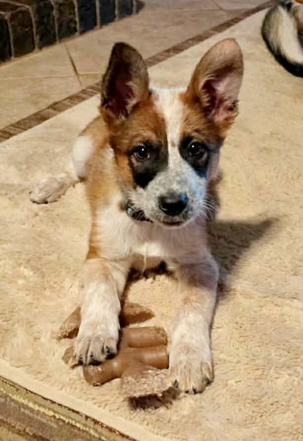 Enlarge Teagan, a ADOPTABLE mixed breed in Roseville, CA image 5/5