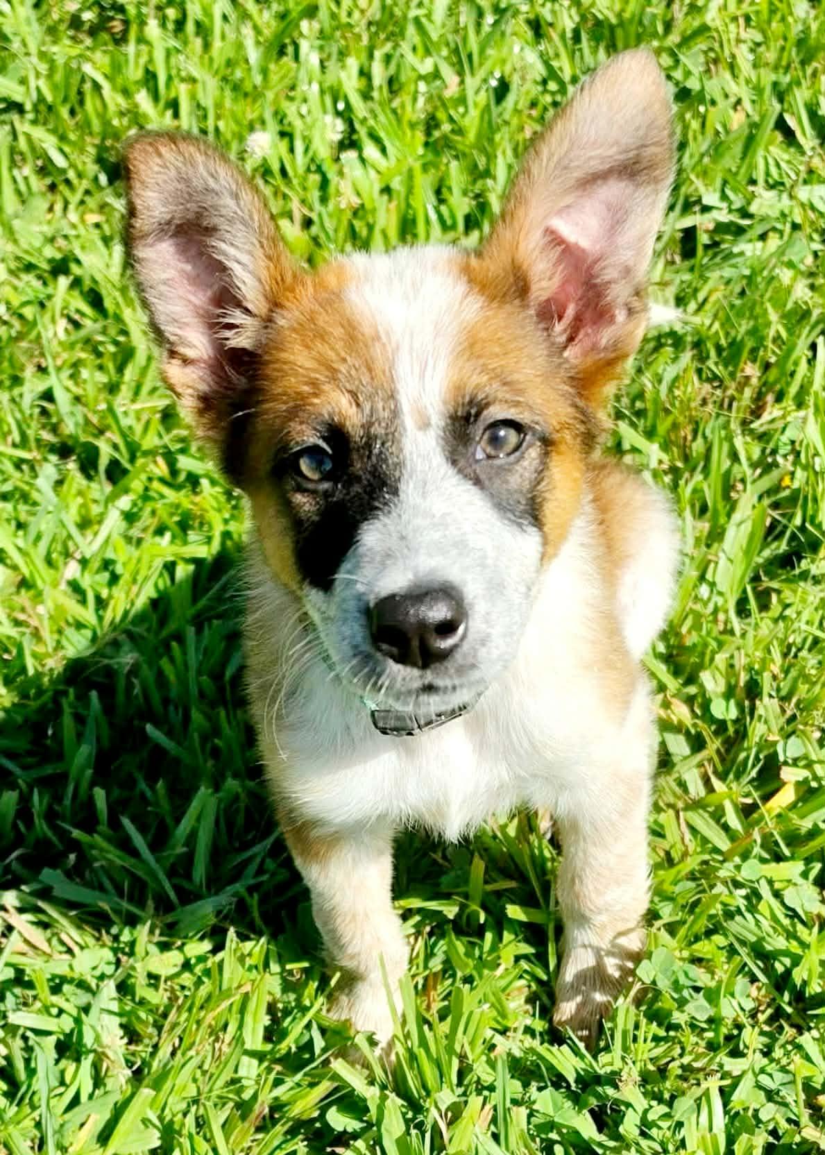 Enlarge Teagan, a ADOPTABLE mixed breed in Roseville, CA image 4/5