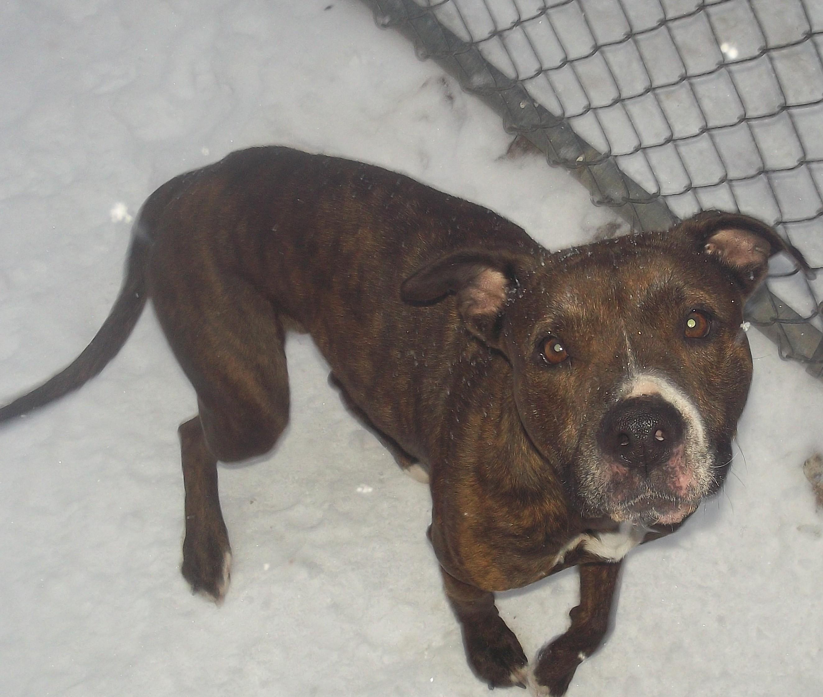 Enlarge CLOE, a ADOPTABLE mixed breed in Reed City, MI image 3/4