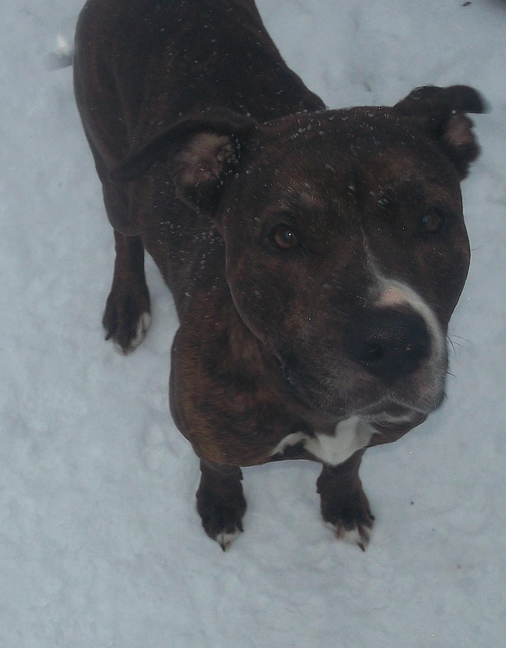 Enlarge CLOE, a ADOPTABLE mixed breed in Reed City, MI image 2/4