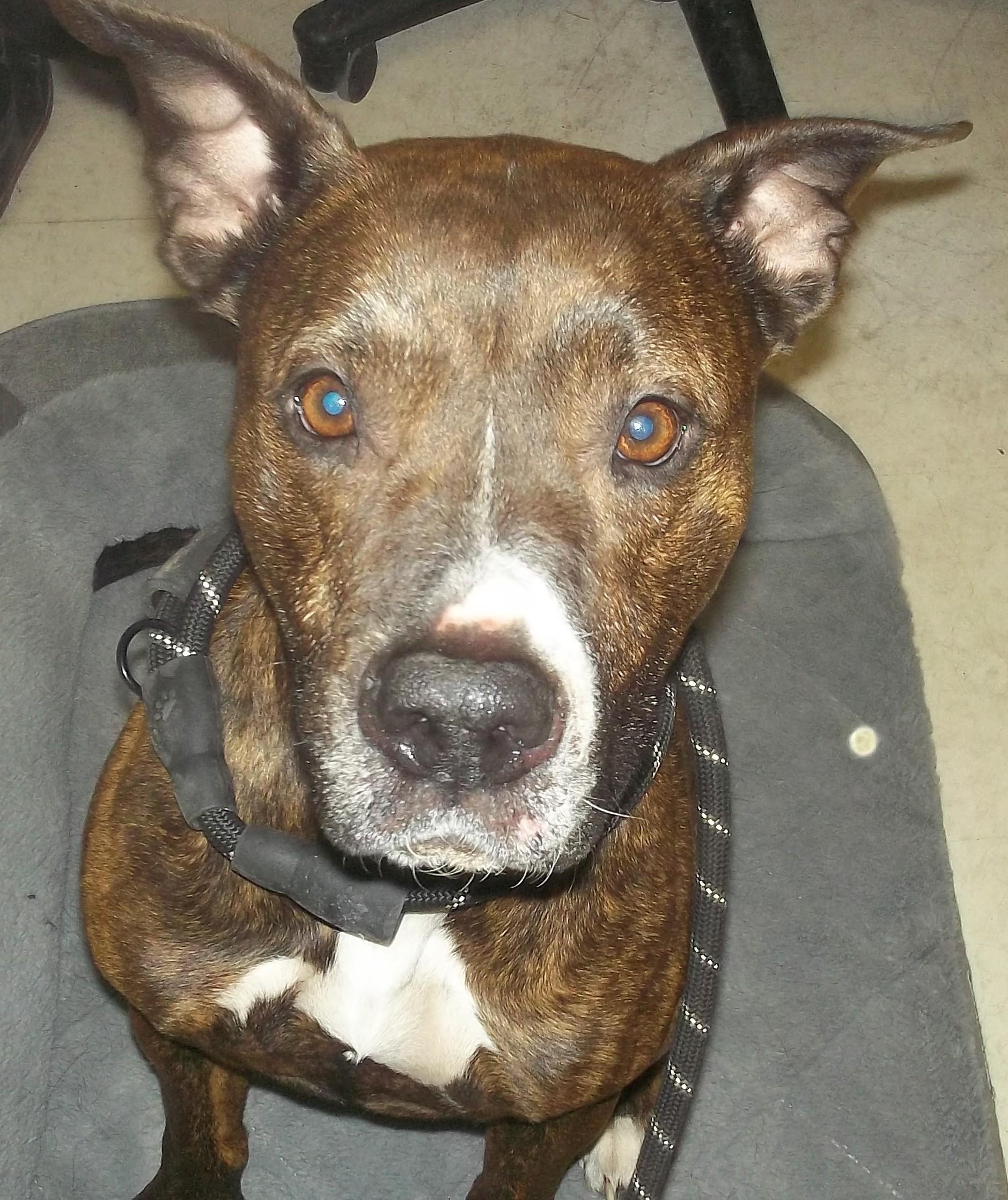 Enlarge CLOE, a ADOPTABLE mixed breed in Reed City, MI image 1/4