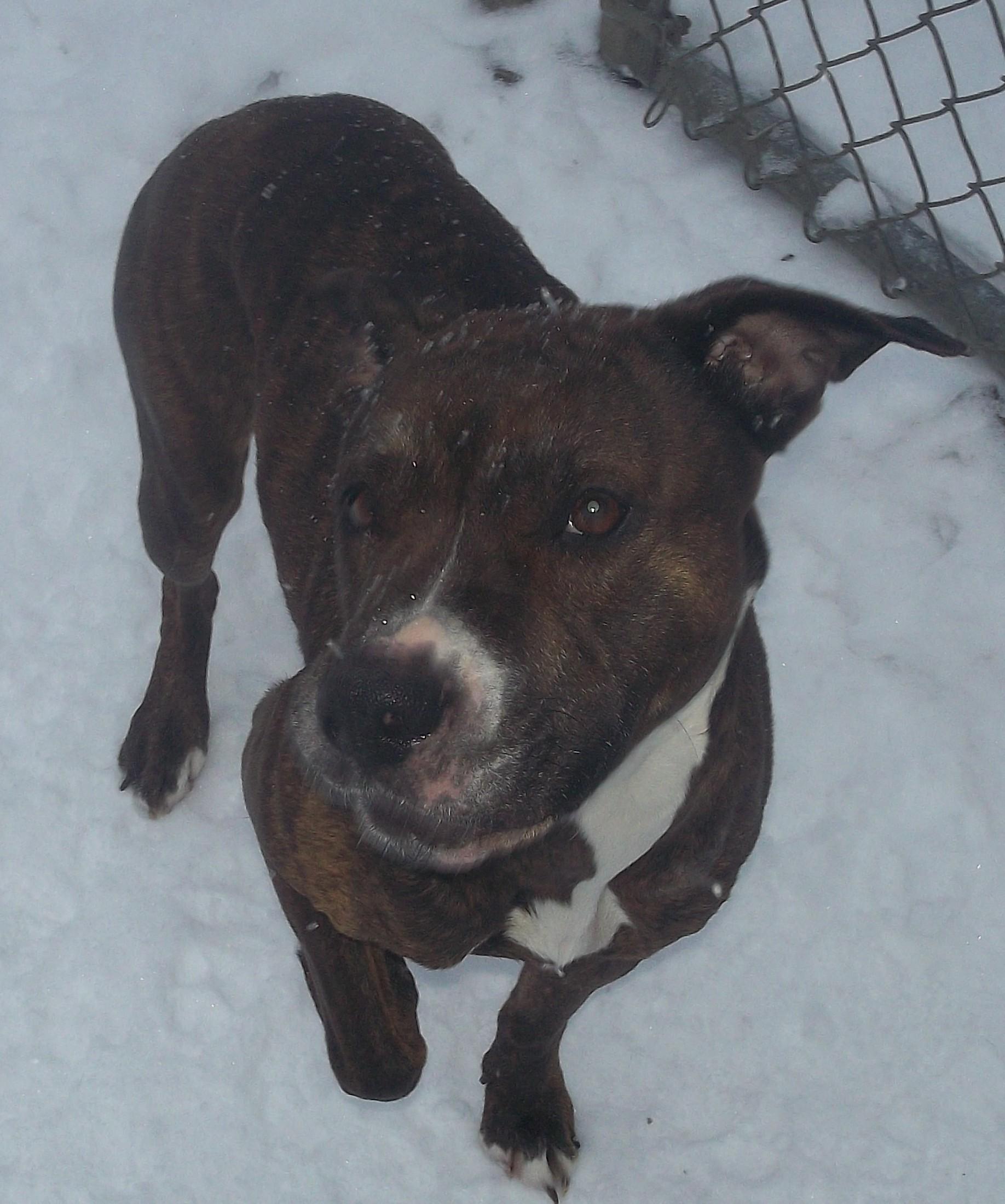 Enlarge CLOE, a ADOPTABLE mixed breed in Reed City, MI image 4/4