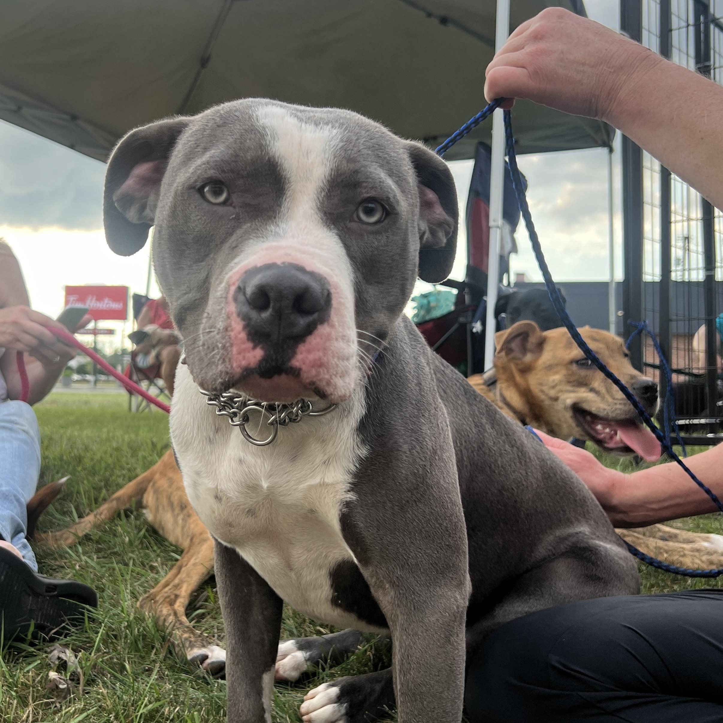 Kyrie, an adoptable Mastiff, Pit Bull Terrier in Midland, MI, 48642 | Photo Image 6