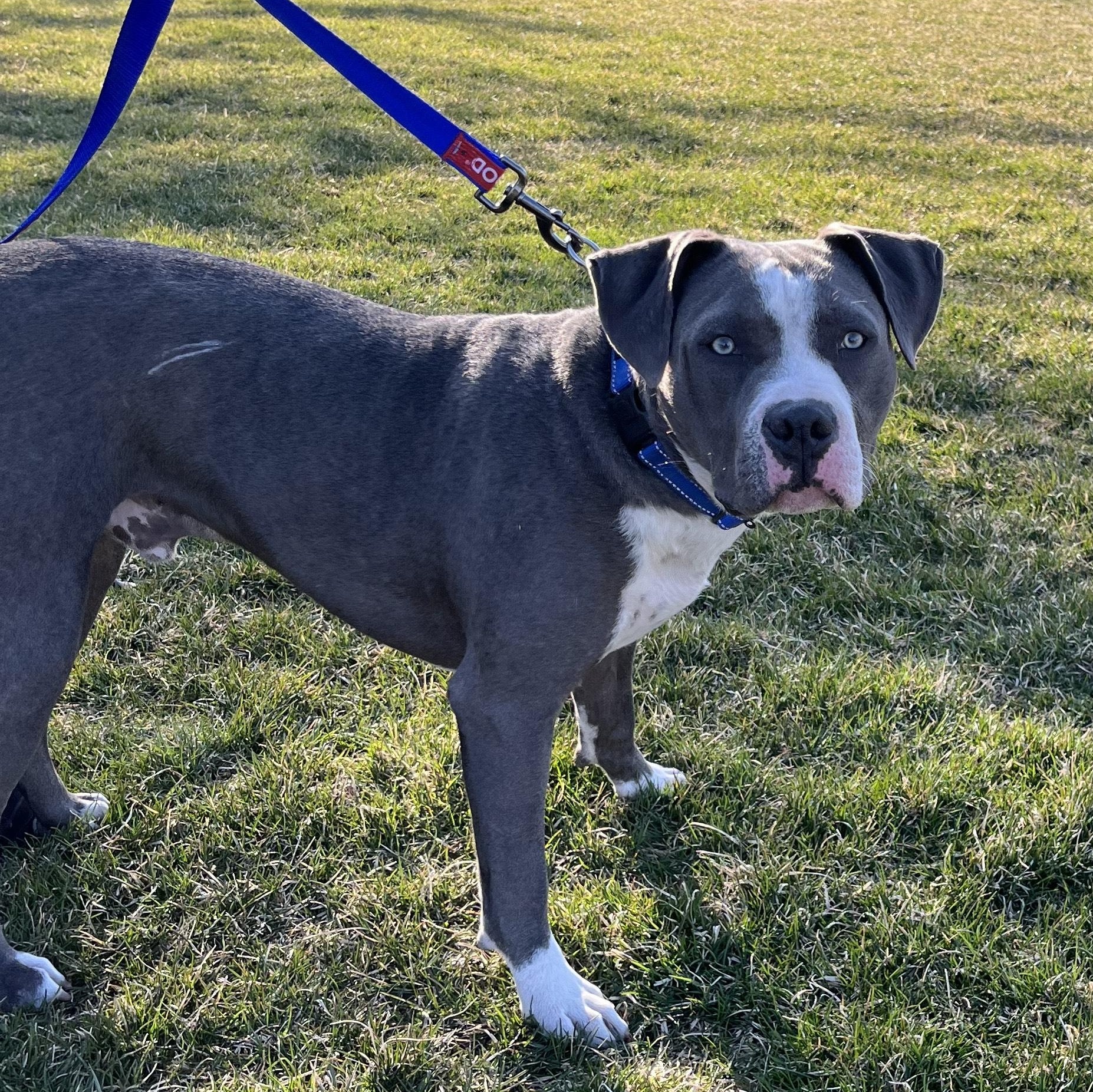 Kyrie, an adoptable Mastiff, Pit Bull Terrier in Midland, MI, 48642 | Photo Image 3