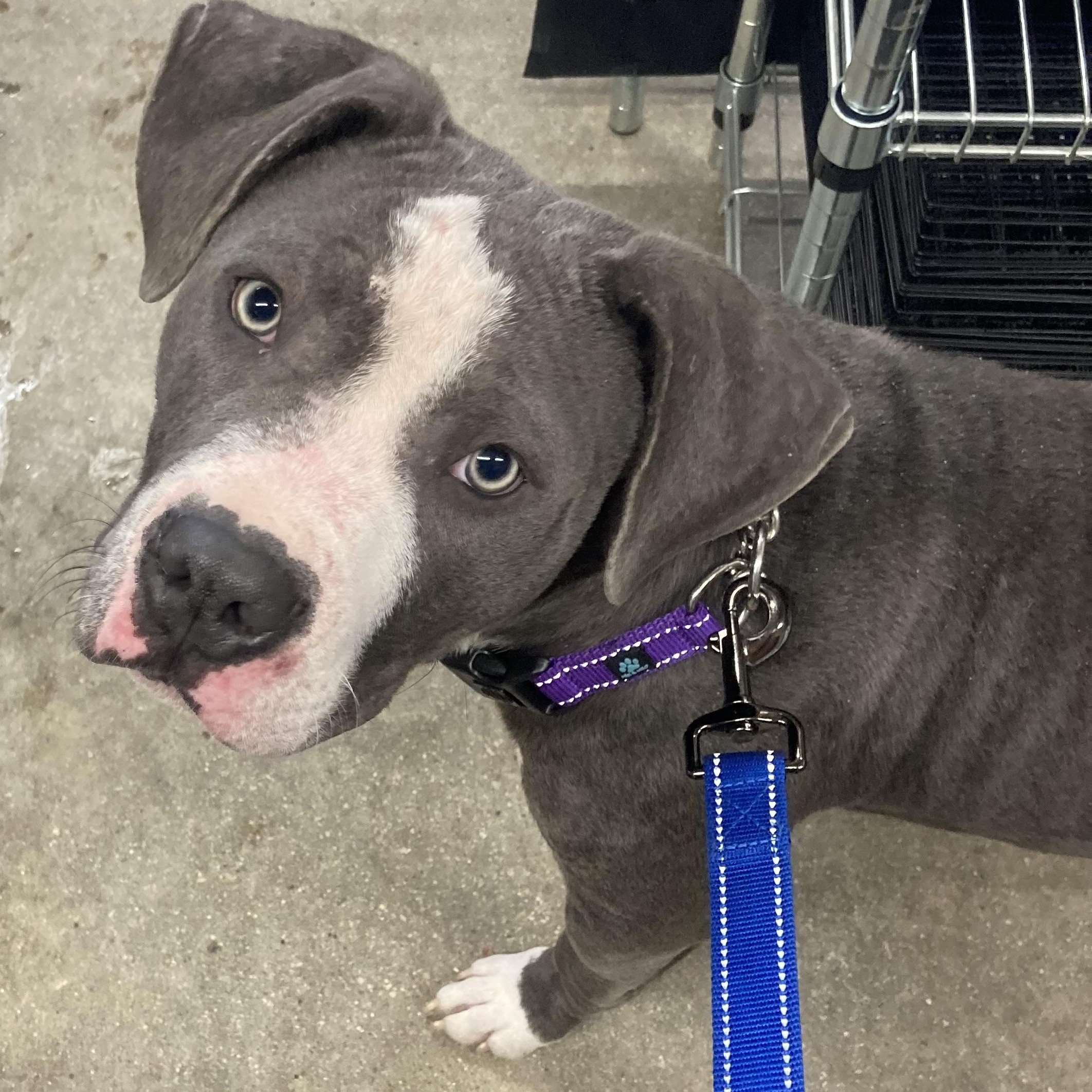Kyrie, an adoptable Mastiff, Pit Bull Terrier in Midland, MI, 48642 | Photo Image 2
