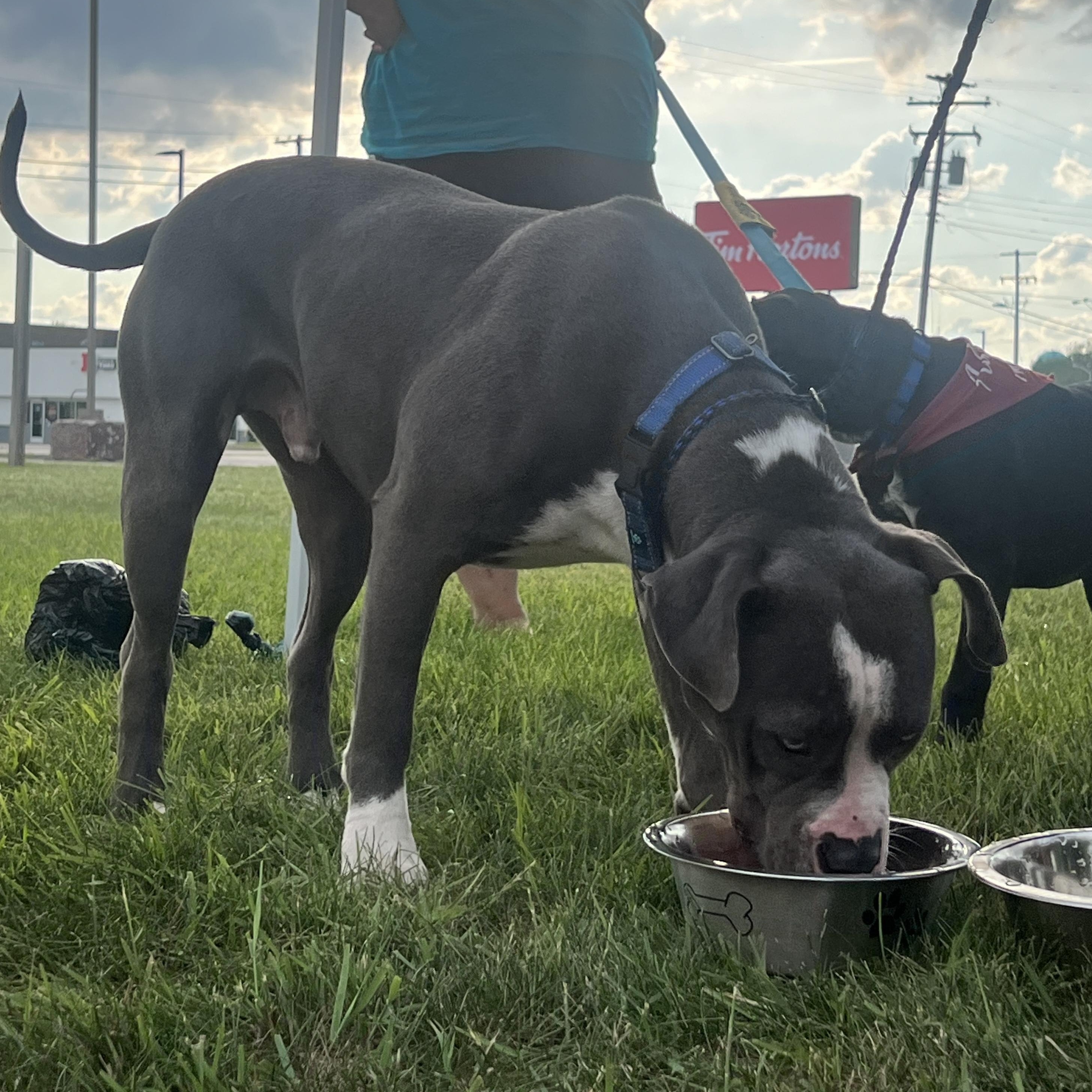 Kyrie, an adoptable Mastiff, Pit Bull Terrier in Midland, MI, 48642 | Photo Image 5