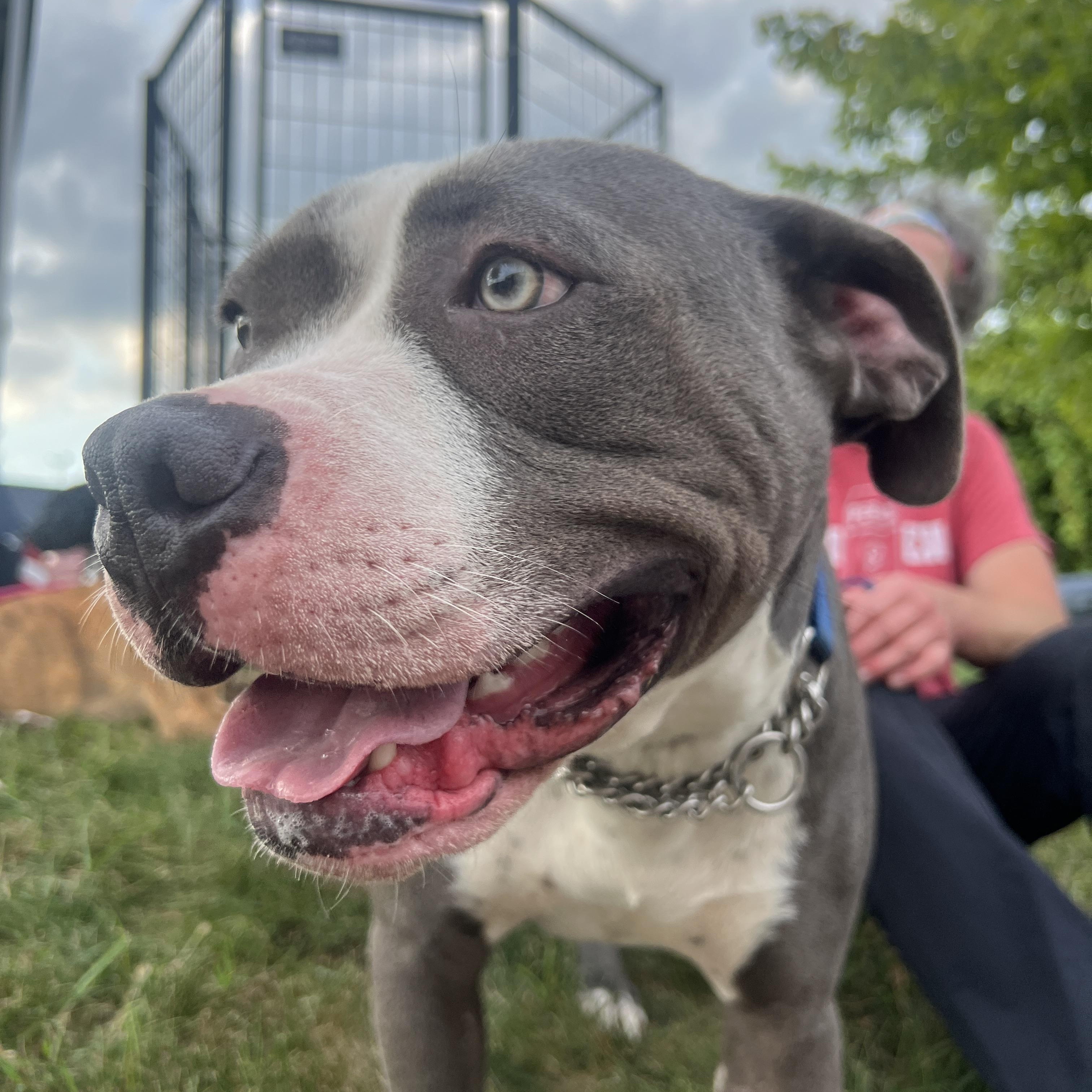Kyrie, an adoptable Mastiff, Pit Bull Terrier in Midland, MI, 48642 | Photo Image 1