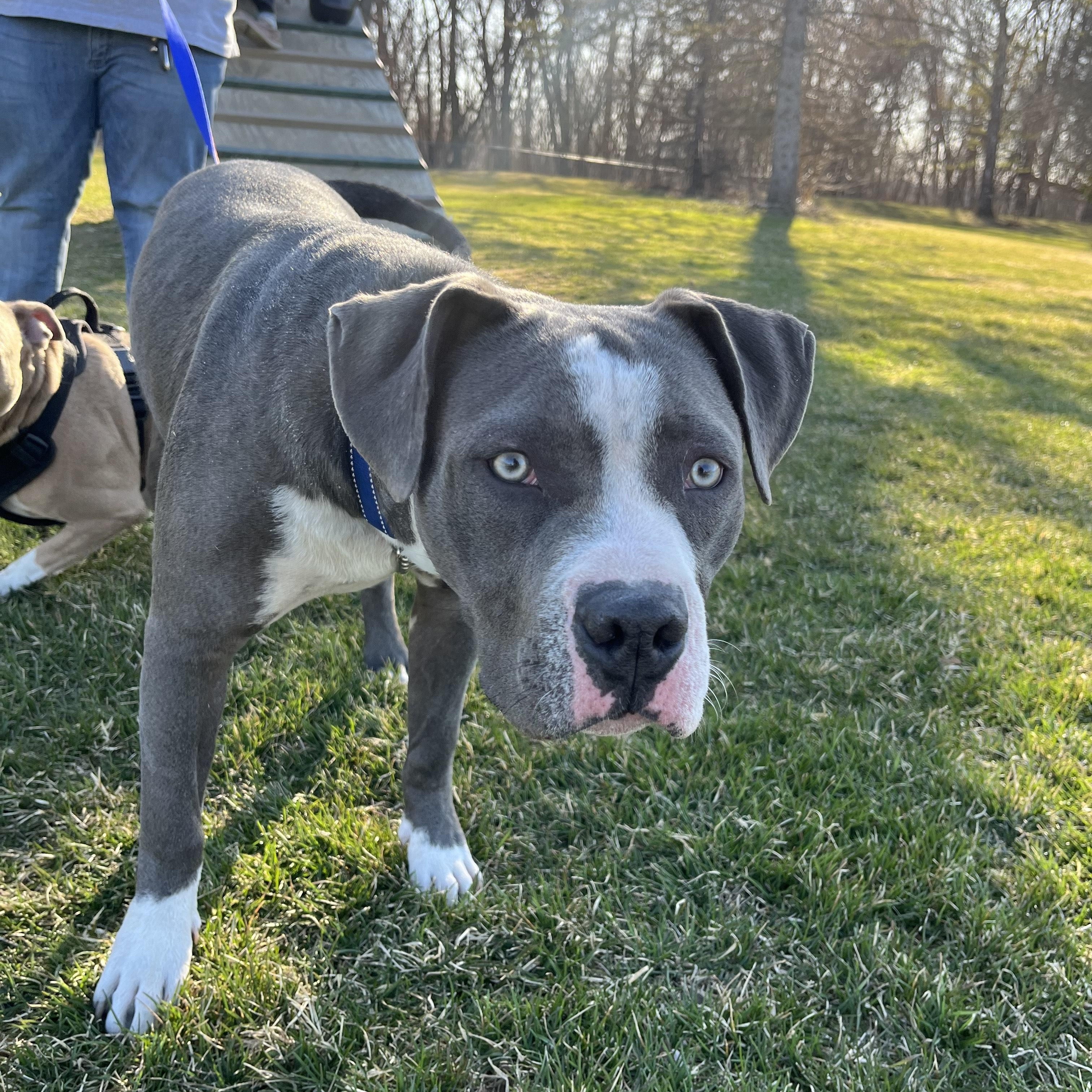 Kyrie, an adoptable Mastiff, Pit Bull Terrier in Midland, MI, 48642 | Photo Image 4