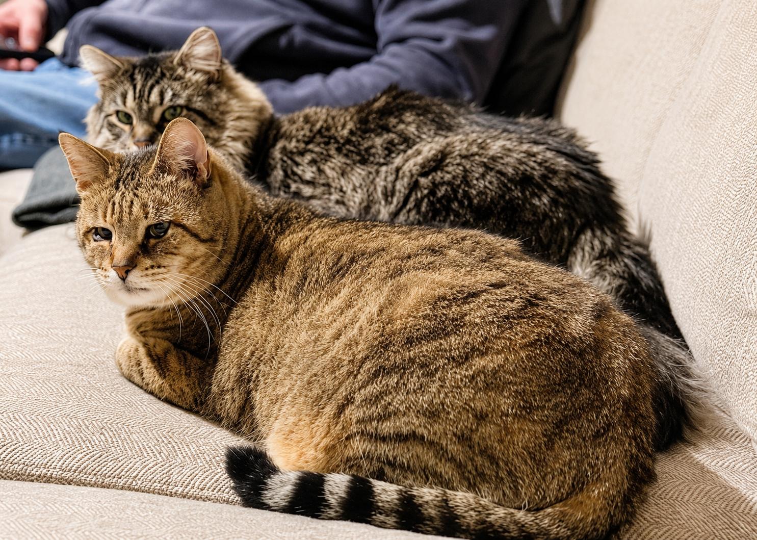 Enlarge Sunny (DLH) & Crumble: Bonded (5/08/2025 - 11, 26), a Adoptable Tabby in Greenville, DE image 3/3