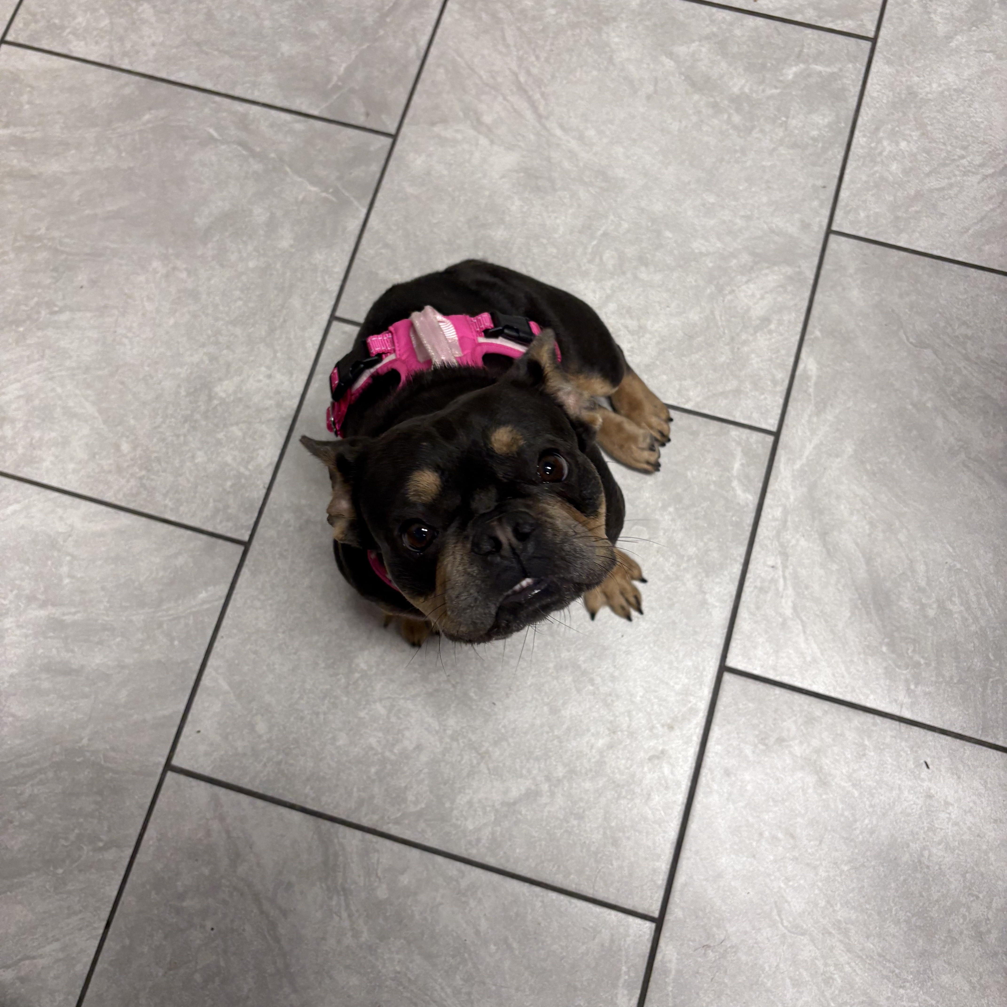 Patty, adopted, Young Female French Bulldog.