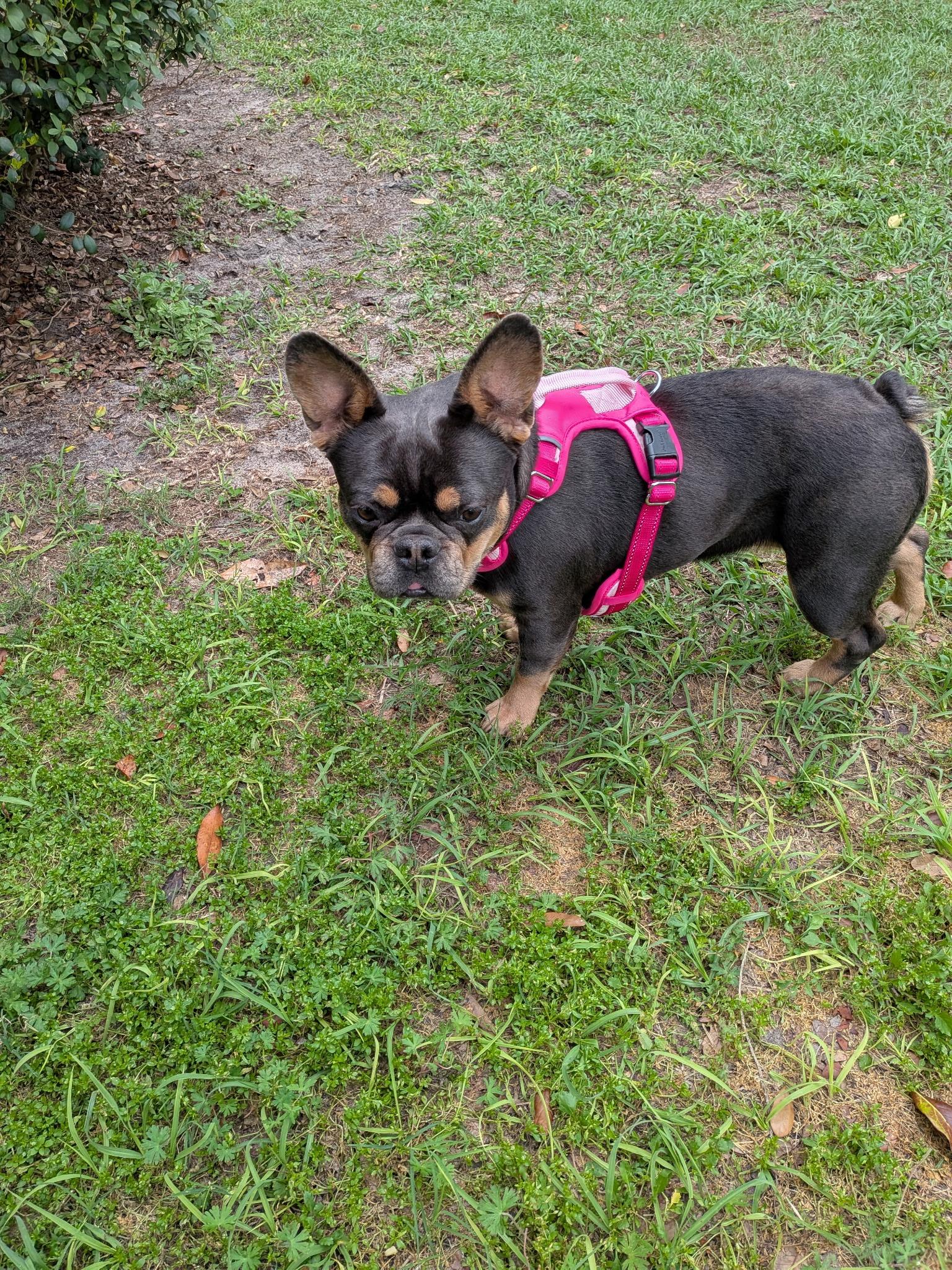 Enlarge Patty, an adopted French Bulldog in Zephyrhills, FL image 2/3