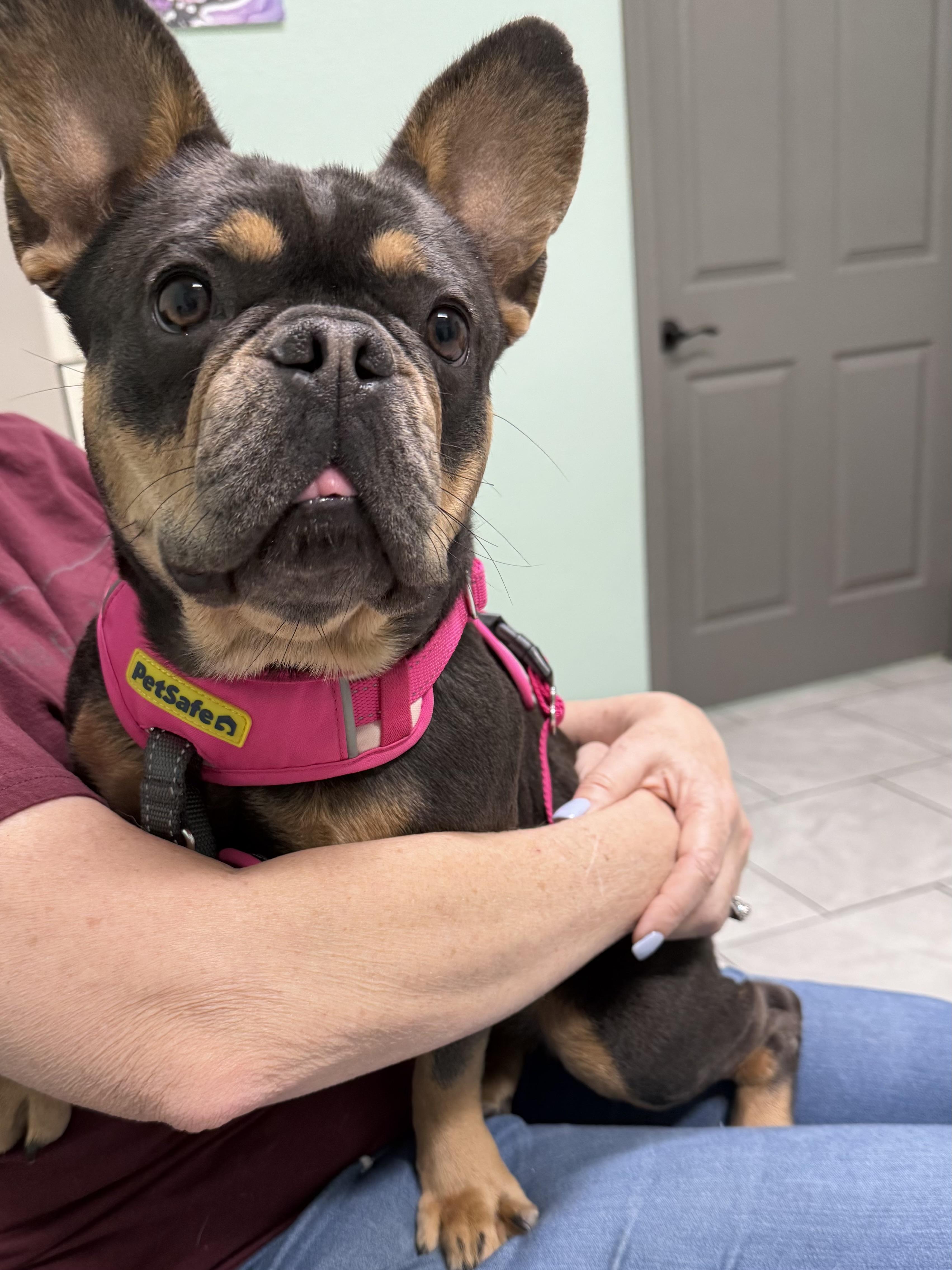 Enlarge Patty, an adopted French Bulldog in Zephyrhills, FL image 3/3