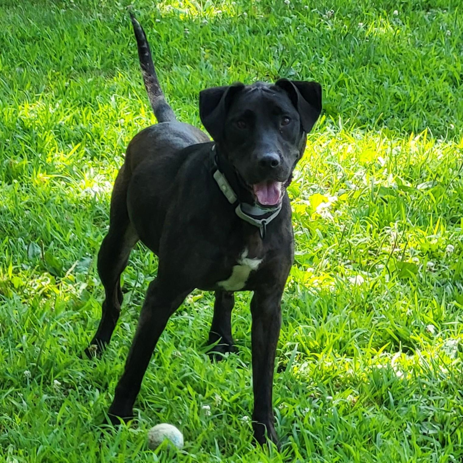 Leeta, Adult Female unknown