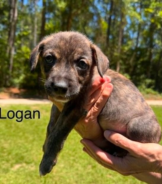 Logan, ADOPTABLE, Puppy Male Mixed Breed.