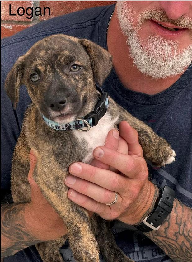 Logan, ADOPTABLE, Puppy Male Mixed Breed.