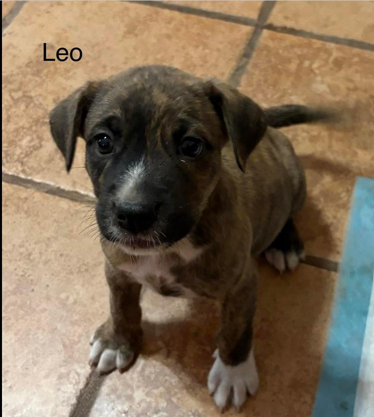 Enlarge Logan, a ADOPTABLE mixed breed in Eutawville, SC image 2/3