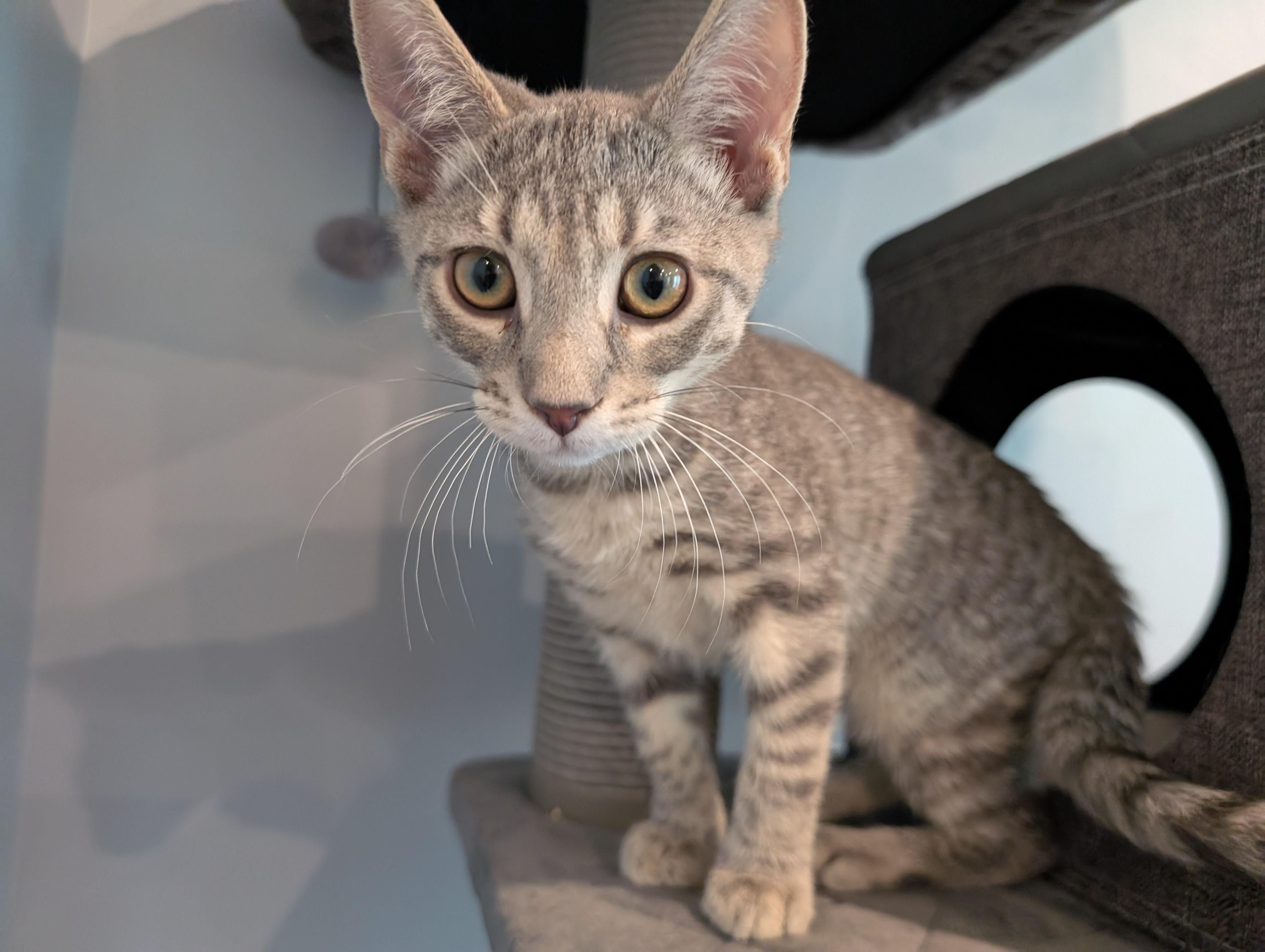 Admiral Sashimi, Baby Male unknown