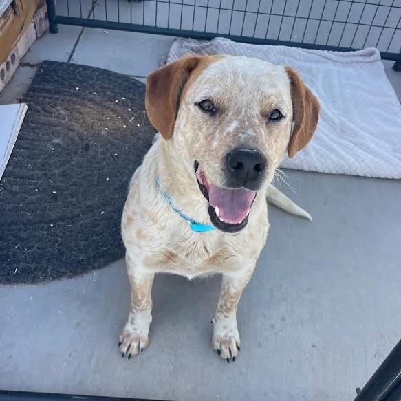 Sushi, a Adoptable mixed breed in Prescott, AZ image 1/6