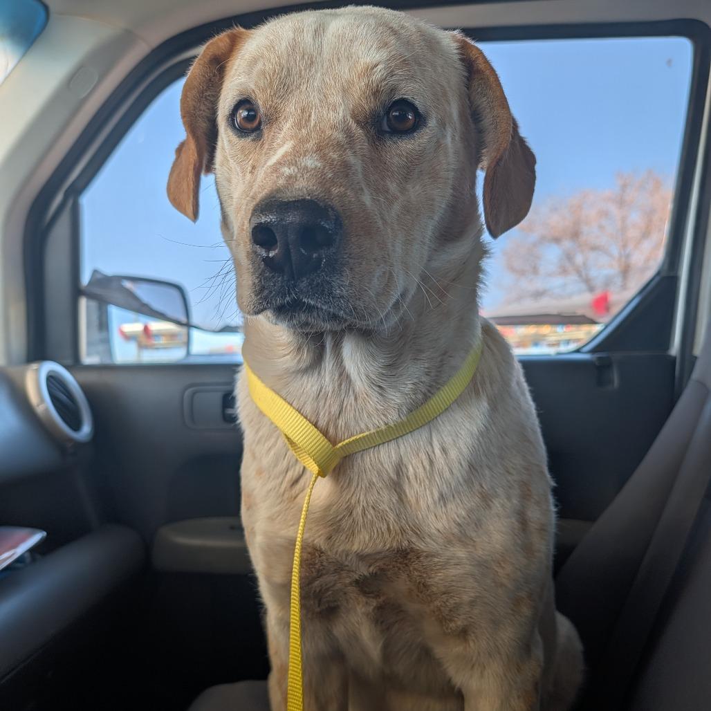 Sushi, a Adoptable mixed breed in Prescott, AZ image 2/6