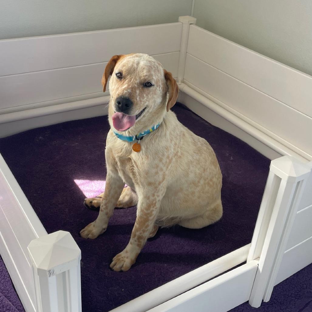 Sushi, a Adoptable mixed breed in Prescott, AZ image 3/6