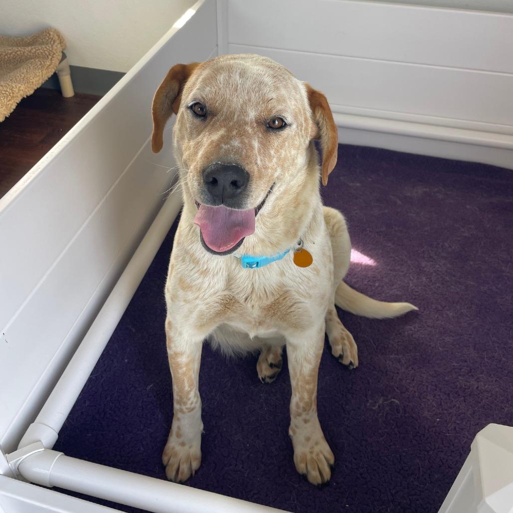 Sushi, a Adoptable mixed breed in Prescott, AZ image 4/6