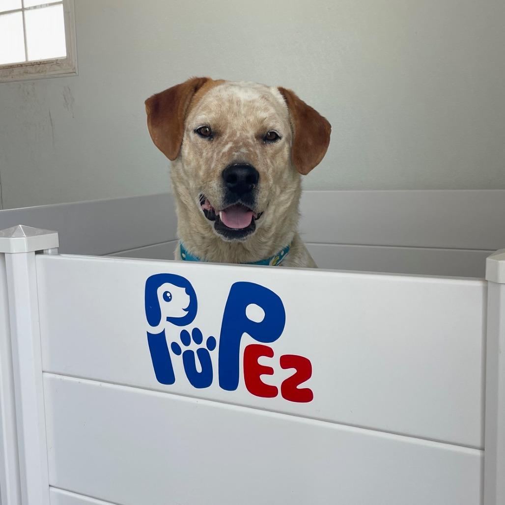 Sushi, a Adoptable mixed breed in Prescott, AZ image 5/6
