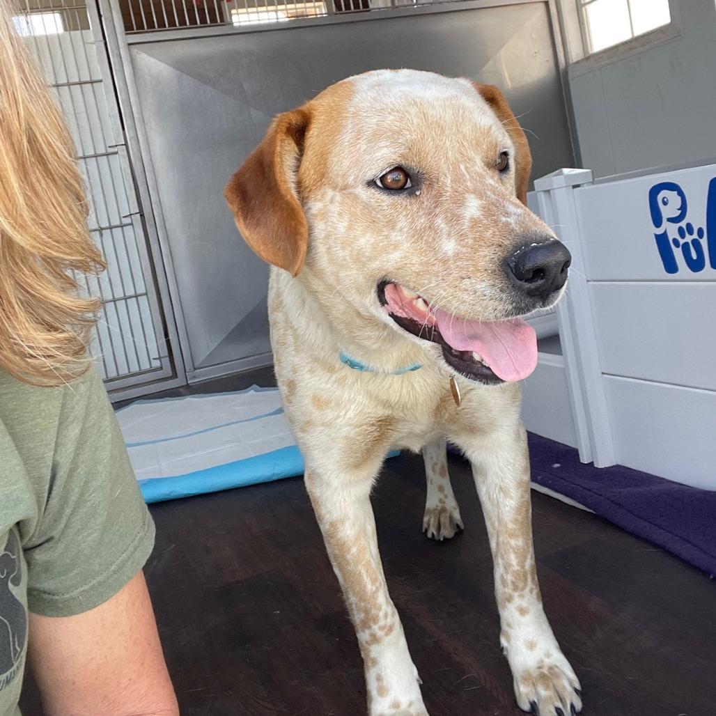 Sushi, a Adoptable mixed breed in Prescott, AZ image 6/6