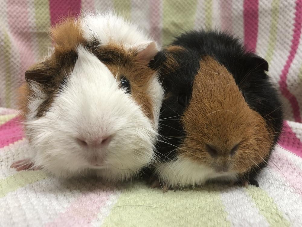 Marie Curie( Bonded to Ada Lovelace), Adoptable, Adult Female Guinea Pig.