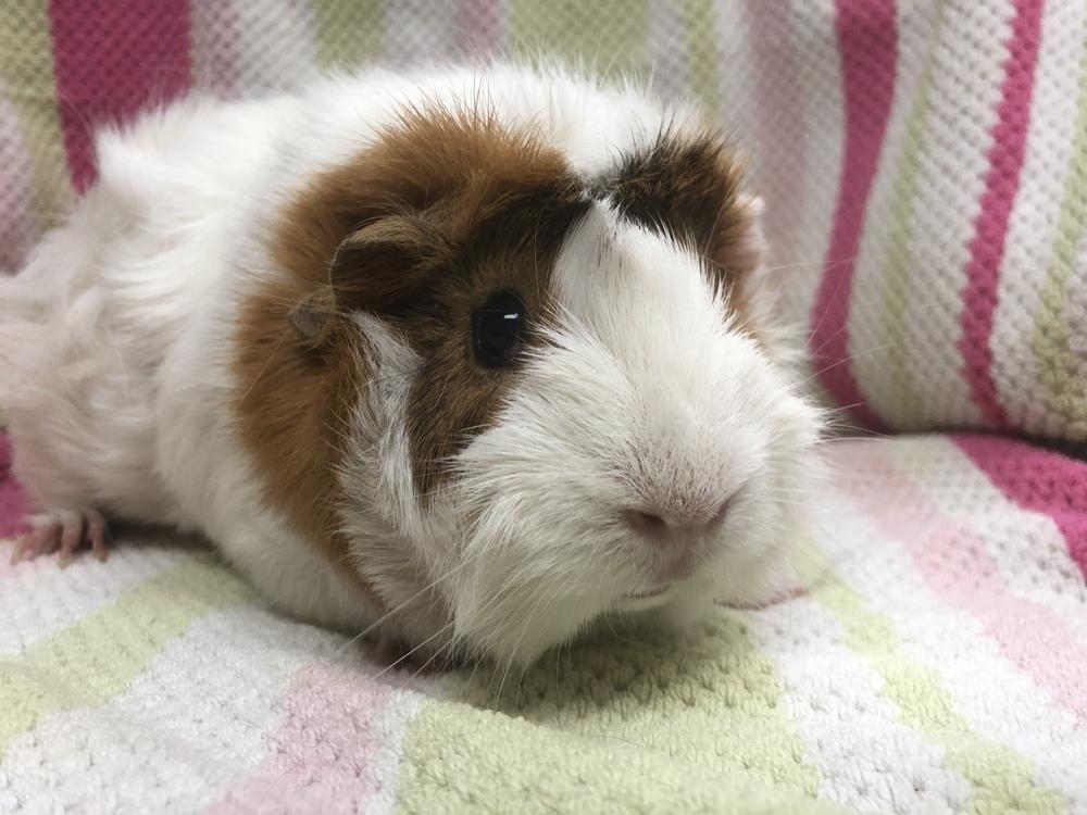 Marie Curie( Bonded to Ada Lovelace), a Adoptable Guinea Pig in San Diego, CA image 2/4