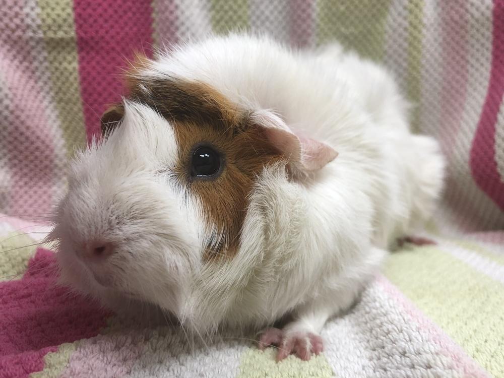 Marie Curie( Bonded to Ada Lovelace), a Adoptable Guinea Pig in San Diego, CA image 3/4