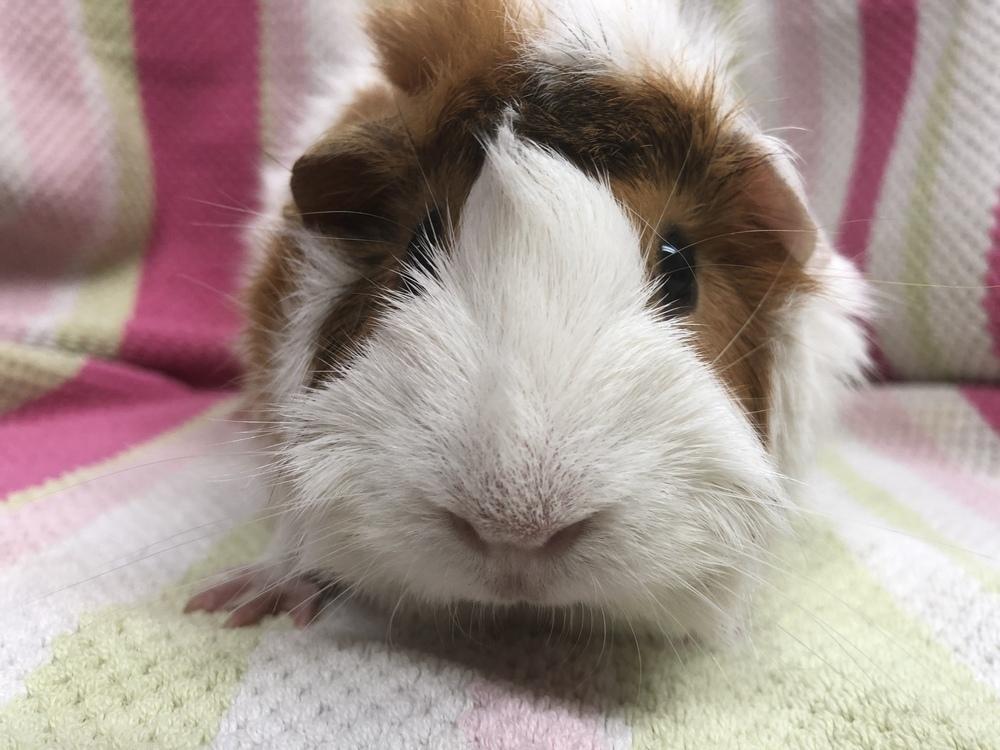 Marie Curie( Bonded to Ada Lovelace), a Adoptable Guinea Pig in San Diego, CA image 4/4