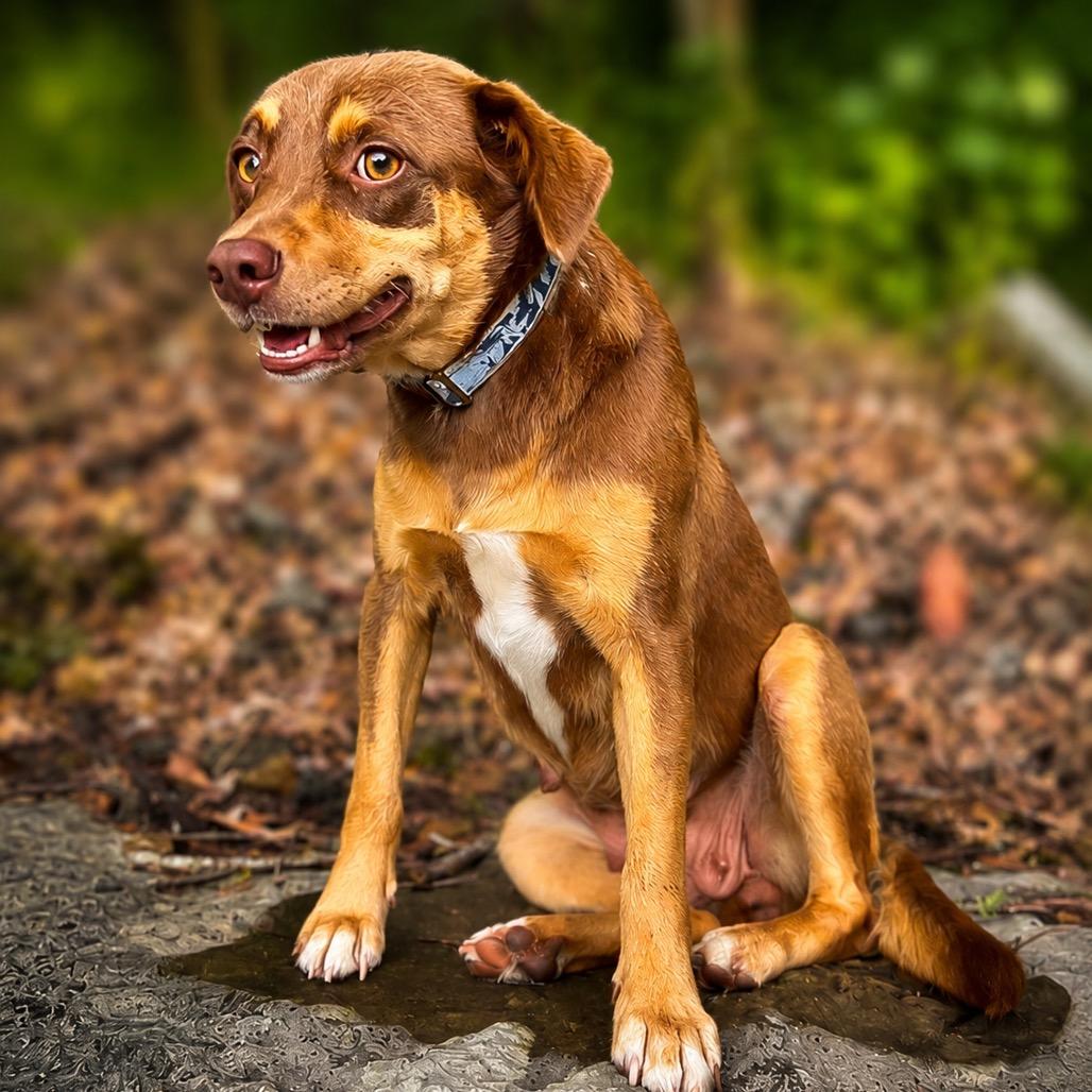 Pudding, Adoptable, Young Female Chihuahua.
