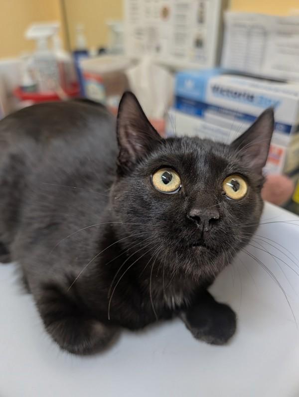Empress, Adoptable, Kitten Female Domestic Short Hair.