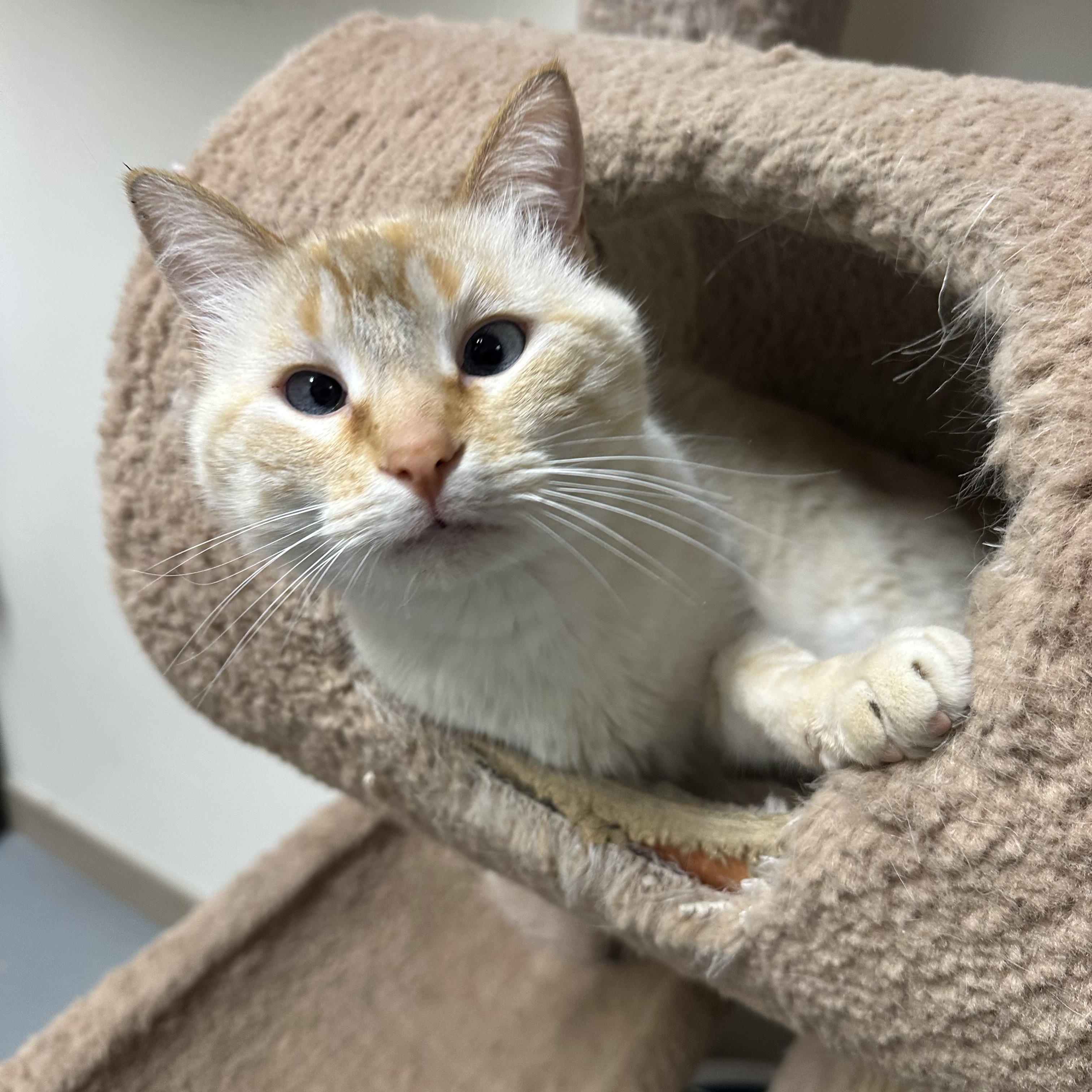 Enlarge Doofus, a ADOPTABLE Domestic Short Hair in Glenwood, MN image 1/1