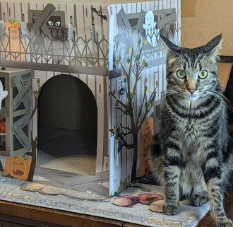 Morden 05-4315, Adoptable, Young Male Domestic Short Hair.