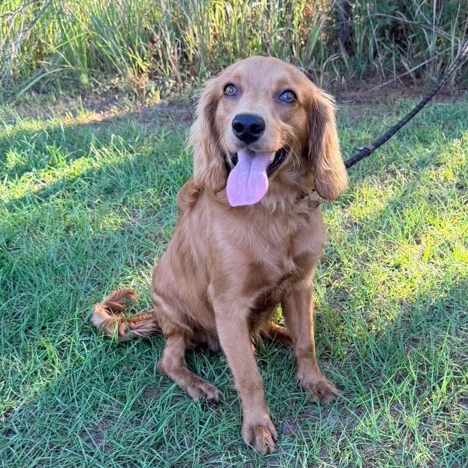 Enlarge Jellybean, a Adopted mixed breed in Jackson, MI image 1/6