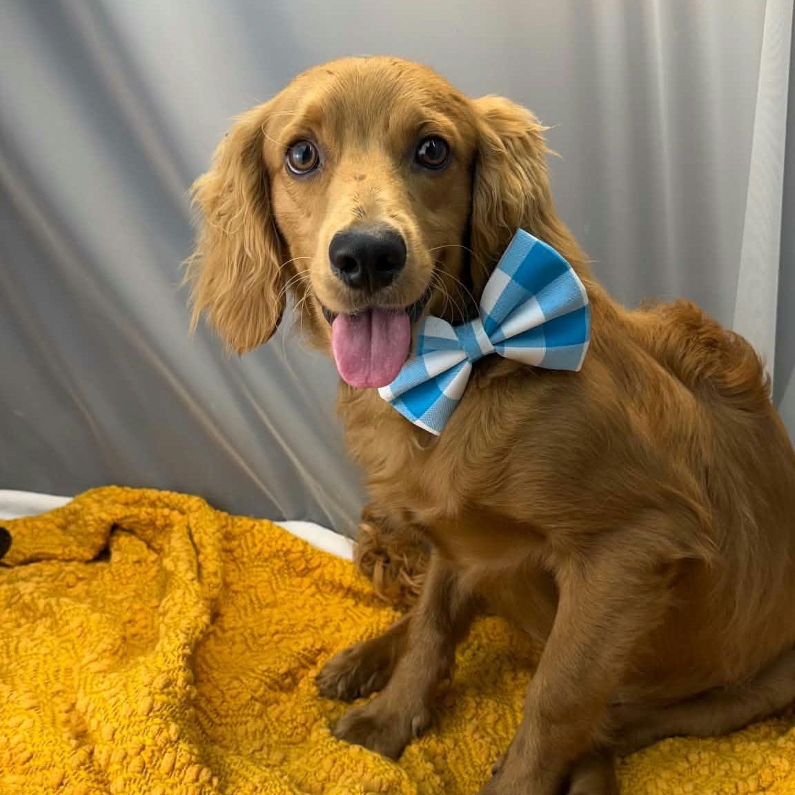 Enlarge Jellybean, a Adopted mixed breed in Jackson, MI image 6/6
