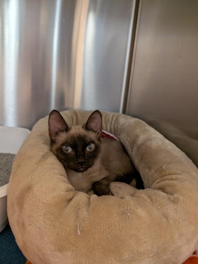 Zoombie, Adoptable, Kitten Male Siamese.