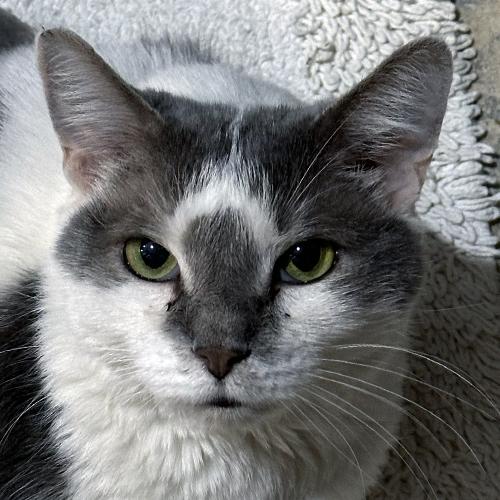 Loki, adopted, Adult Male Domestic Short Hair.