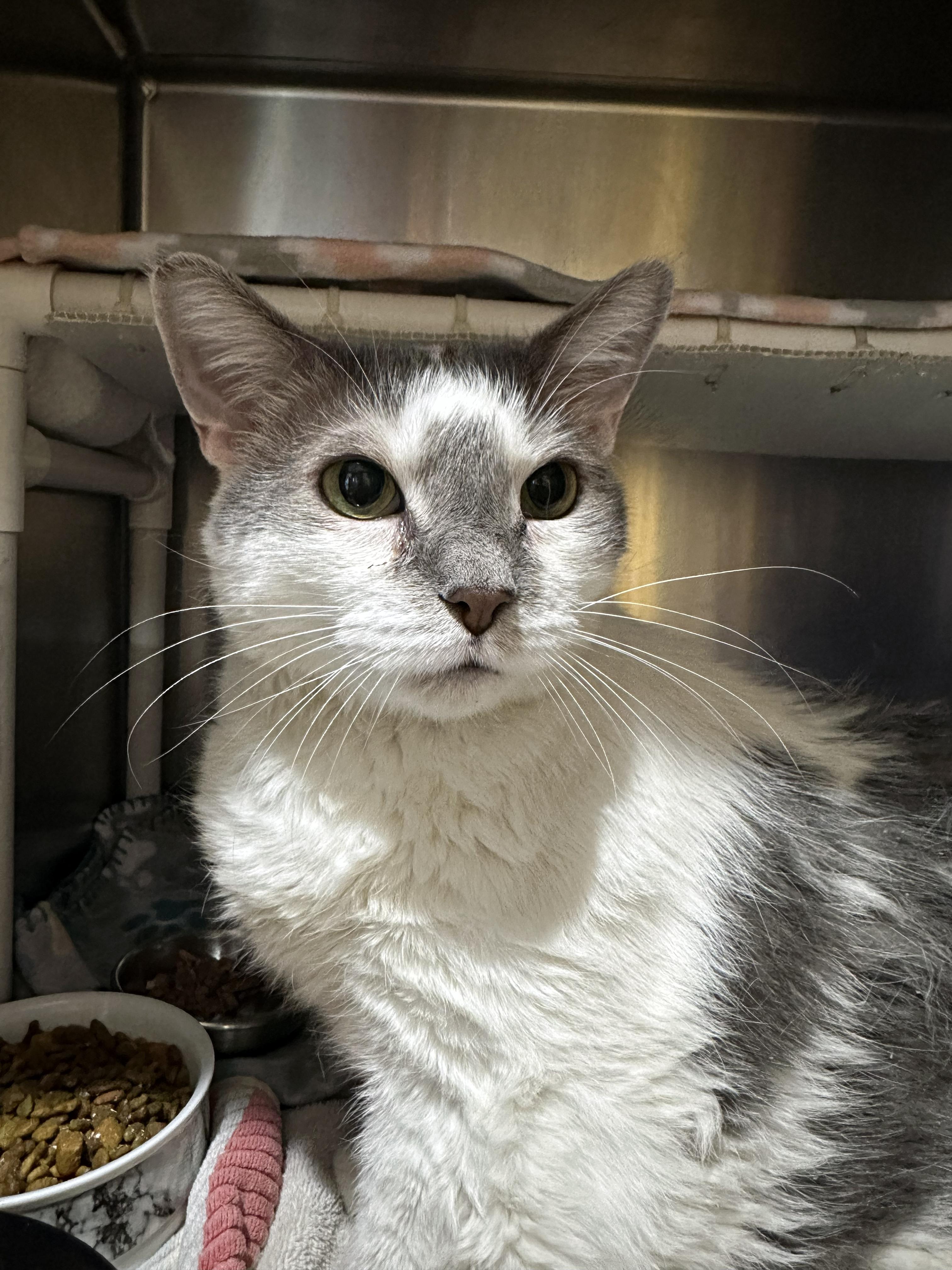 Loki, an adopted Domestic Short Hair in Crystal Lake, IL image 2/4