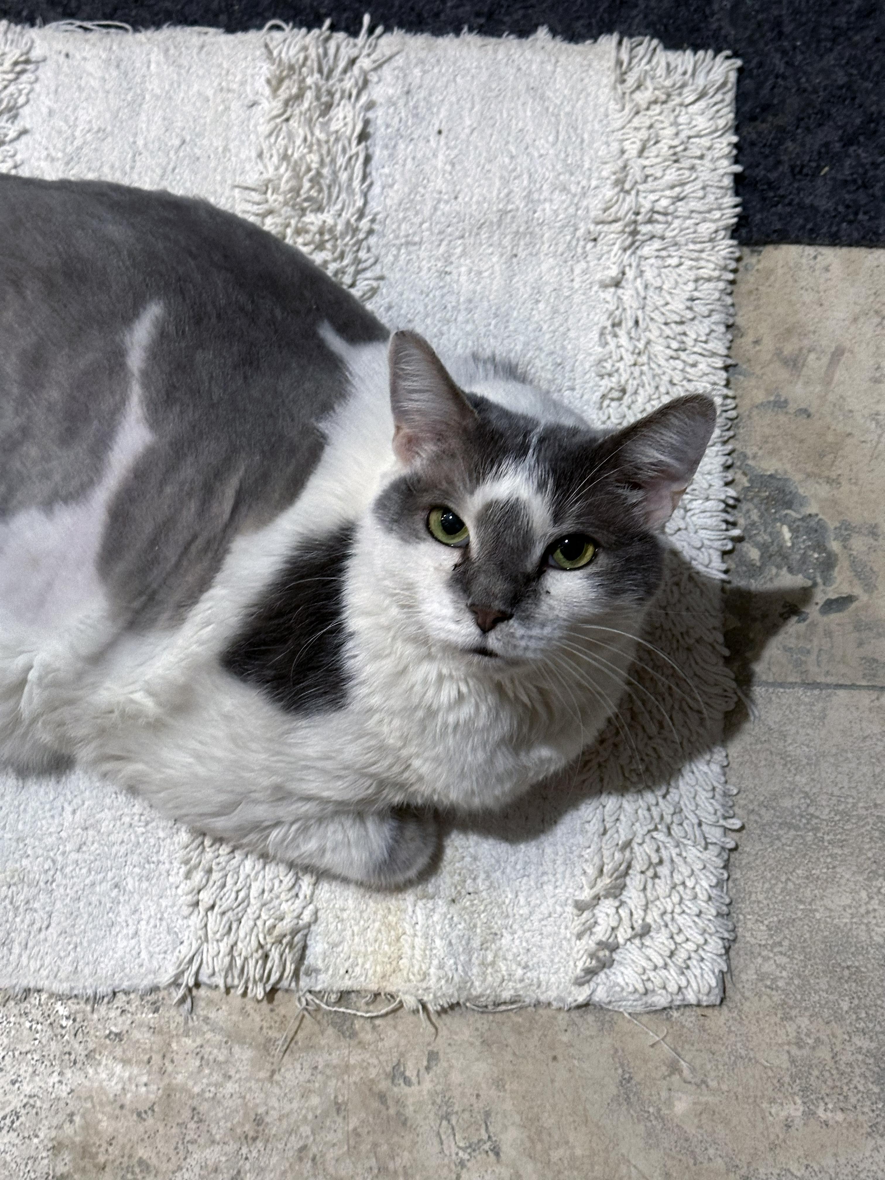 Loki, an adopted Domestic Short Hair in Crystal Lake, IL image 3/4