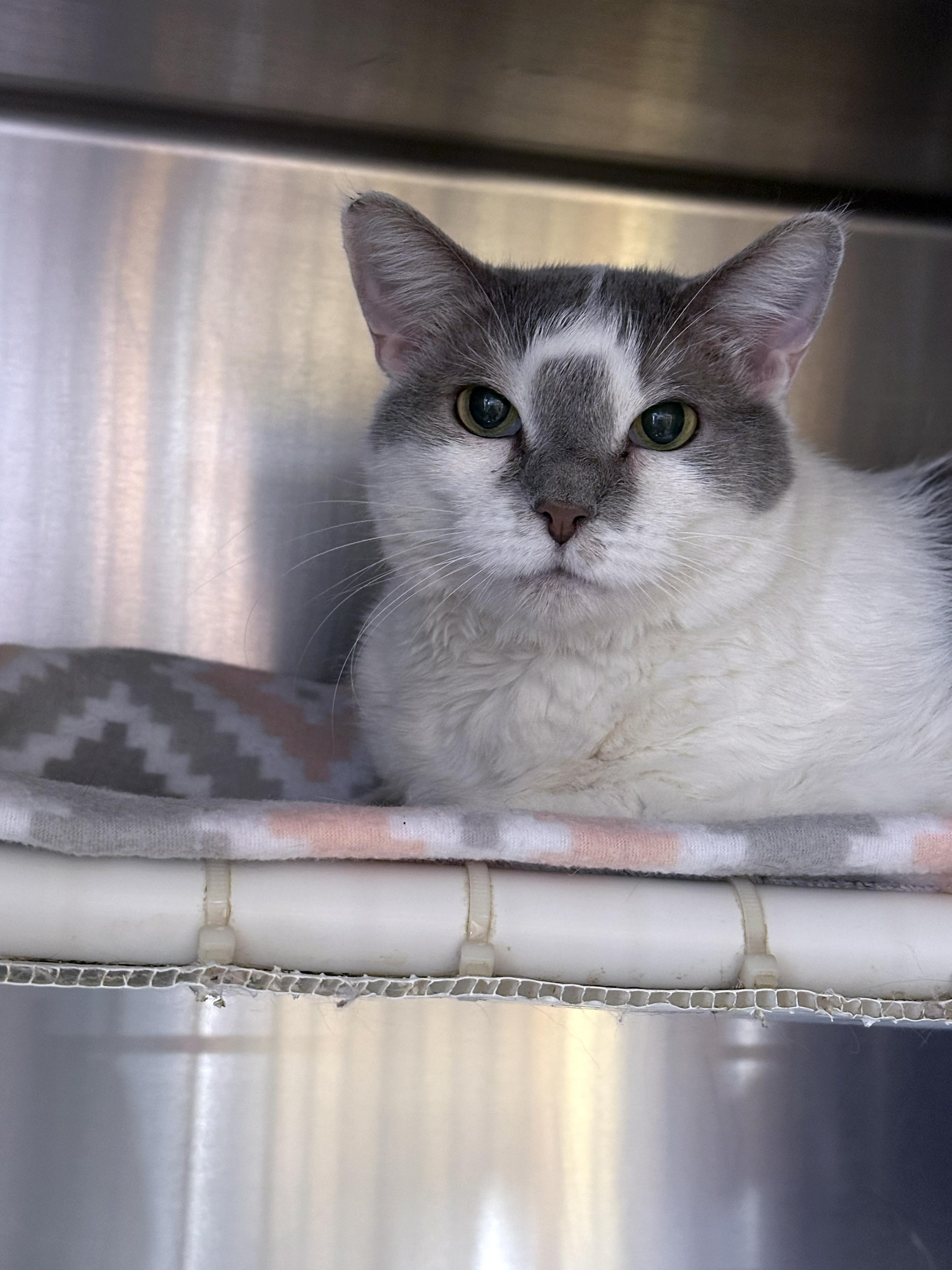 Loki, an adopted Domestic Short Hair in Crystal Lake, IL image 4/4