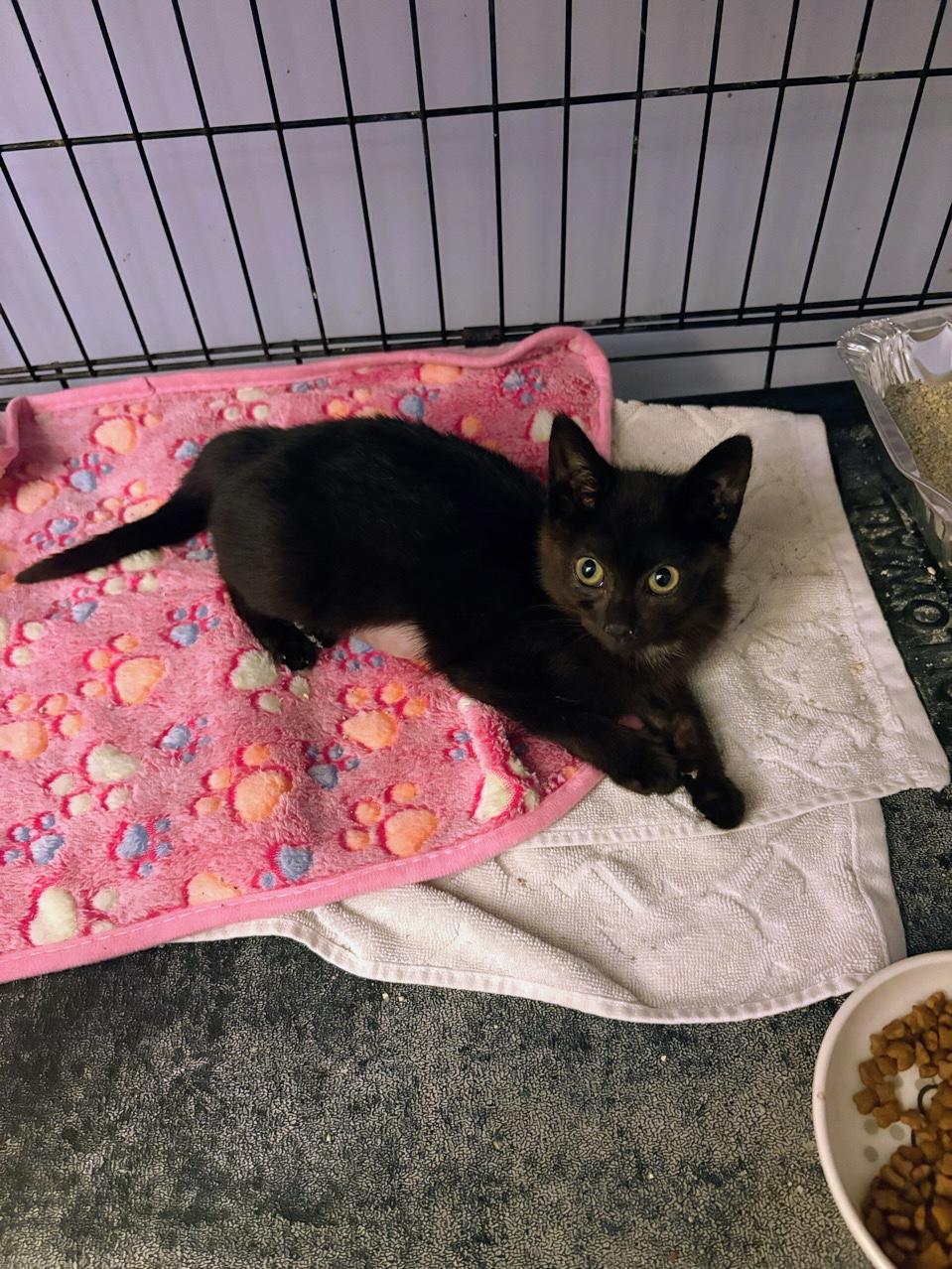 Lyric, adopted, Kitten Female Domestic Short Hair.