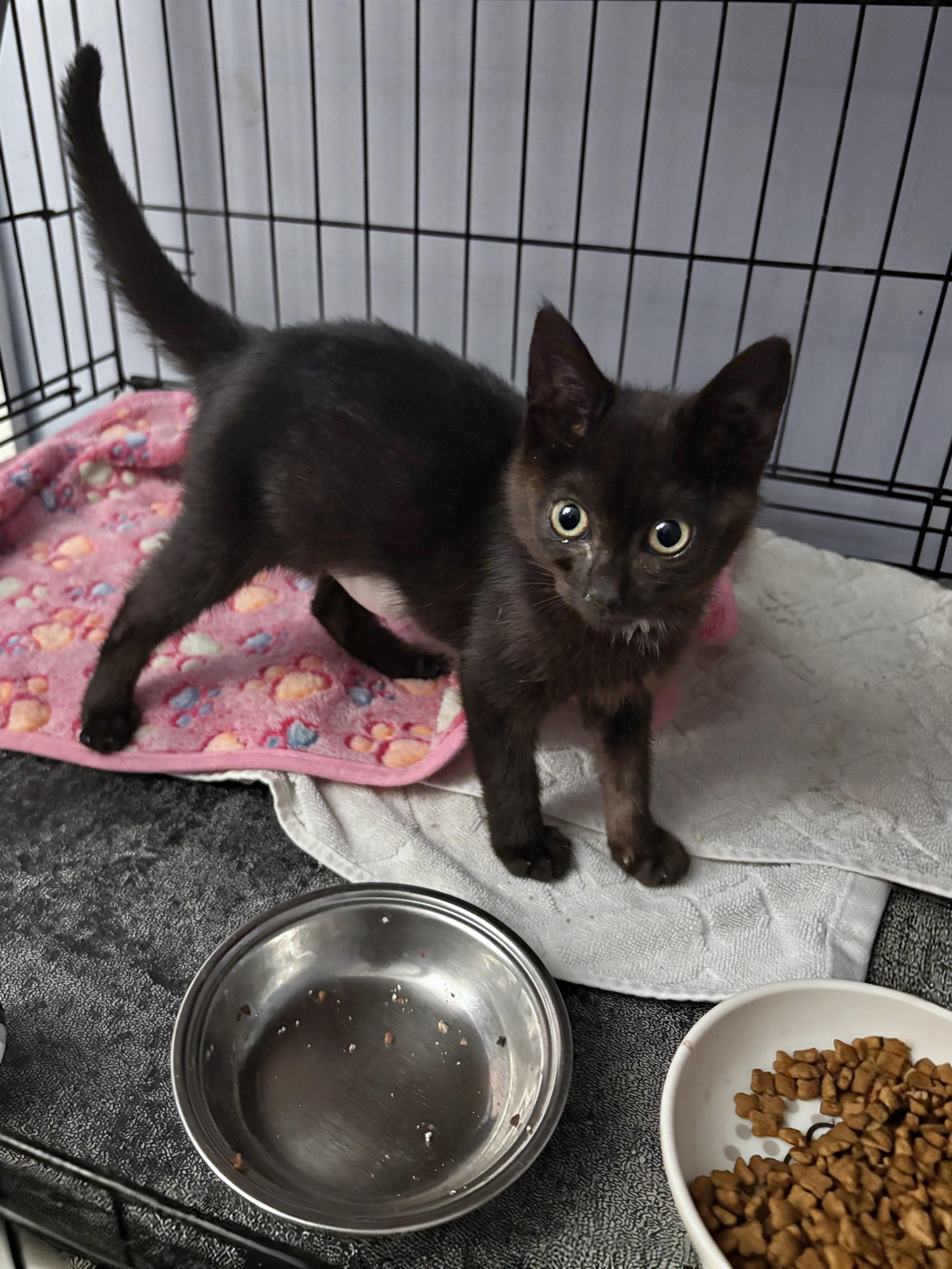 Lyric, an adopted Domestic Short Hair in Saint Pete Beach, FL image 2/3