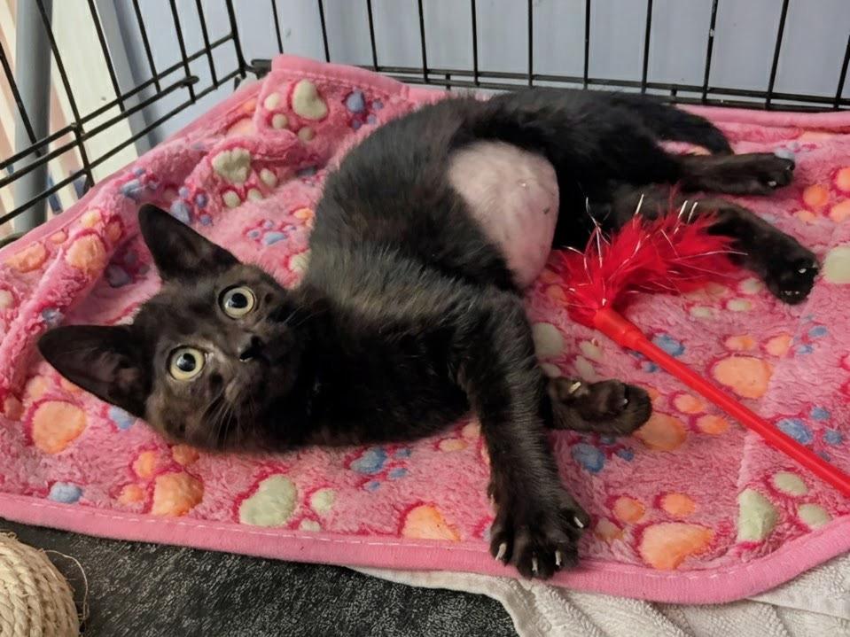 Lyric, an adopted Domestic Short Hair in Saint Pete Beach, FL image 3/3