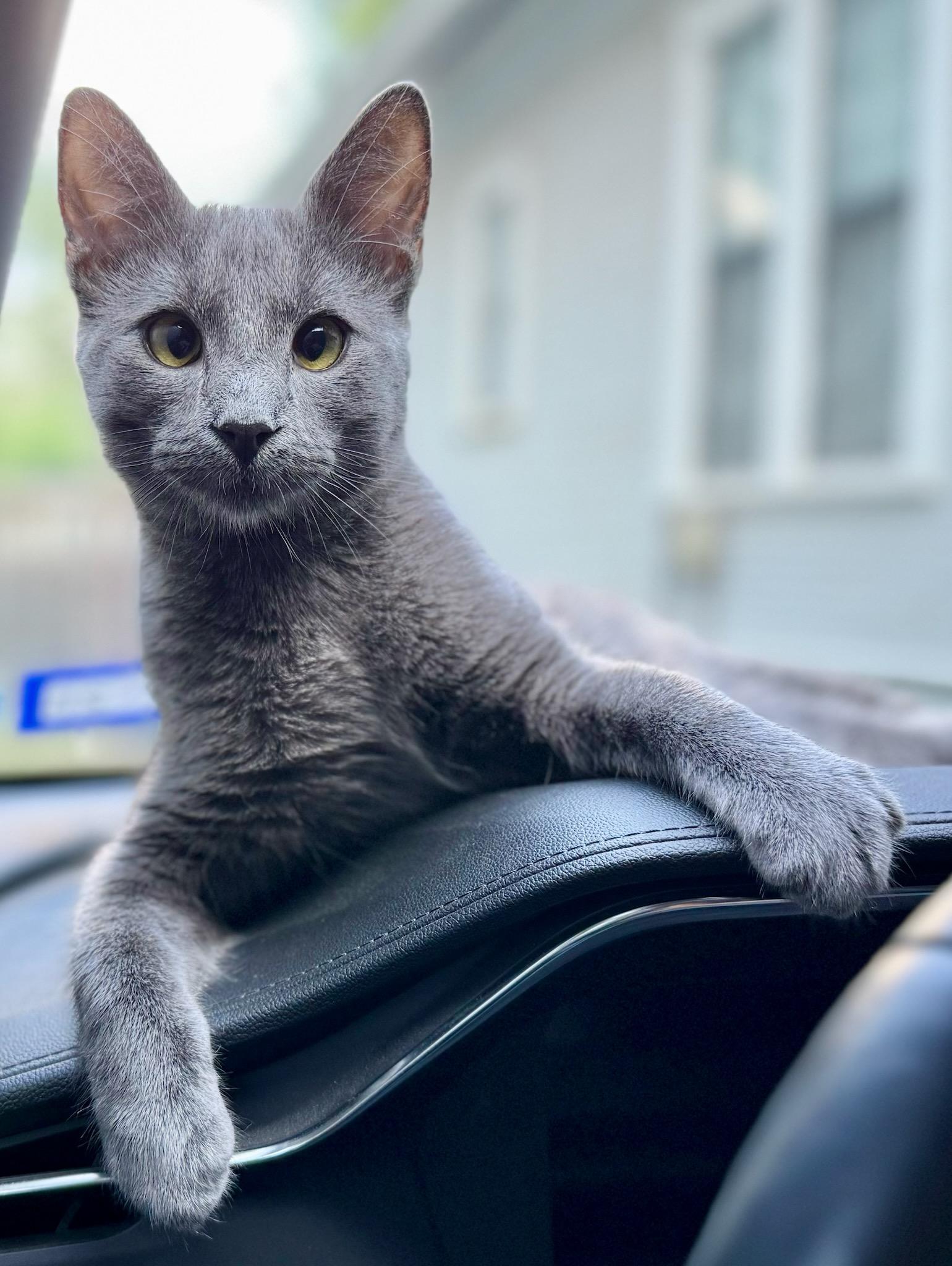 Ezra Blu, Young Male Domestic Medium Hair