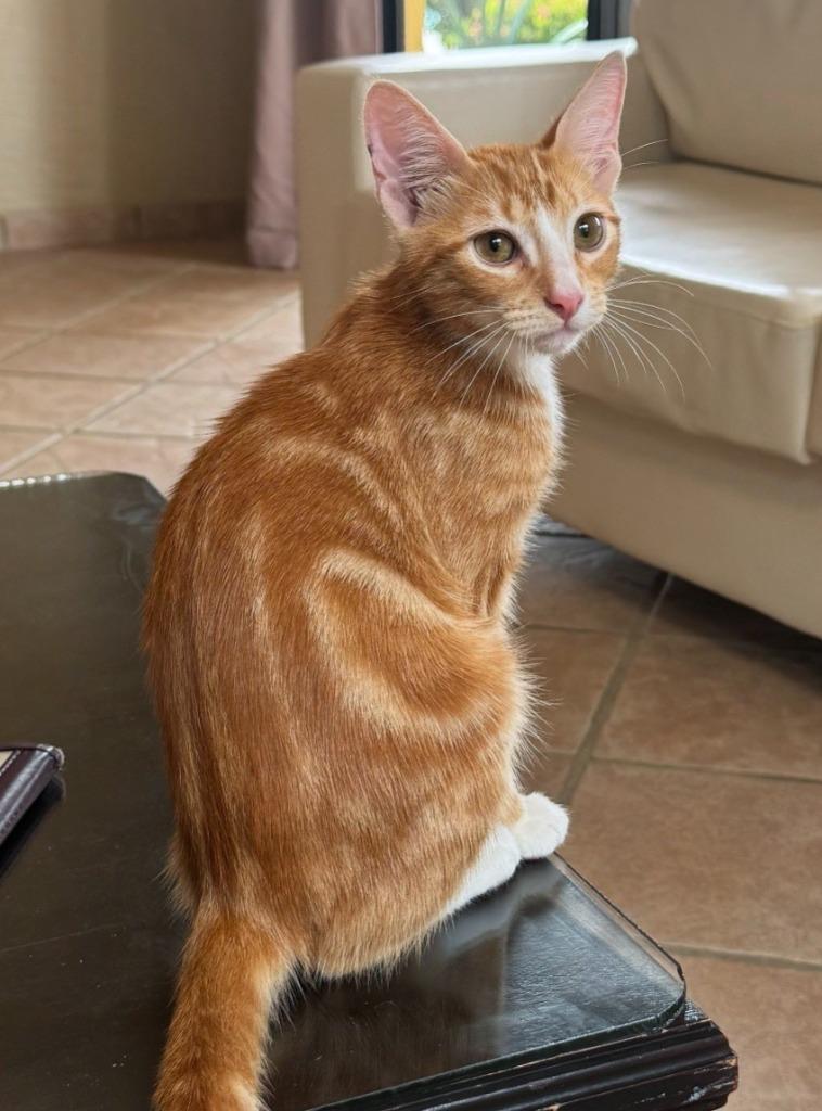 Rufus, Adopted, Young Male Domestic Short Hair.