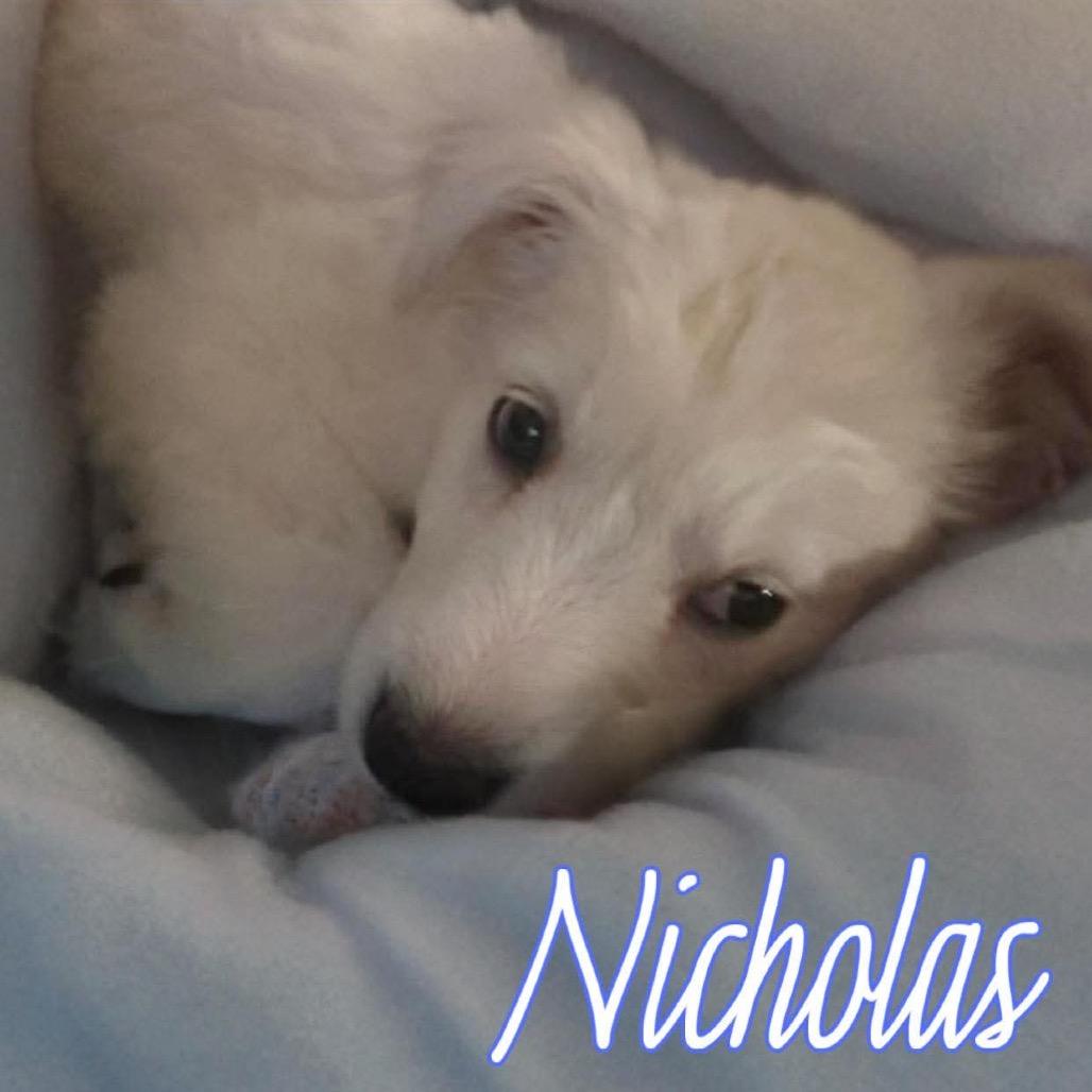 Nicholas, Adoptable, Puppy Male Husky & Labrador Retriever.