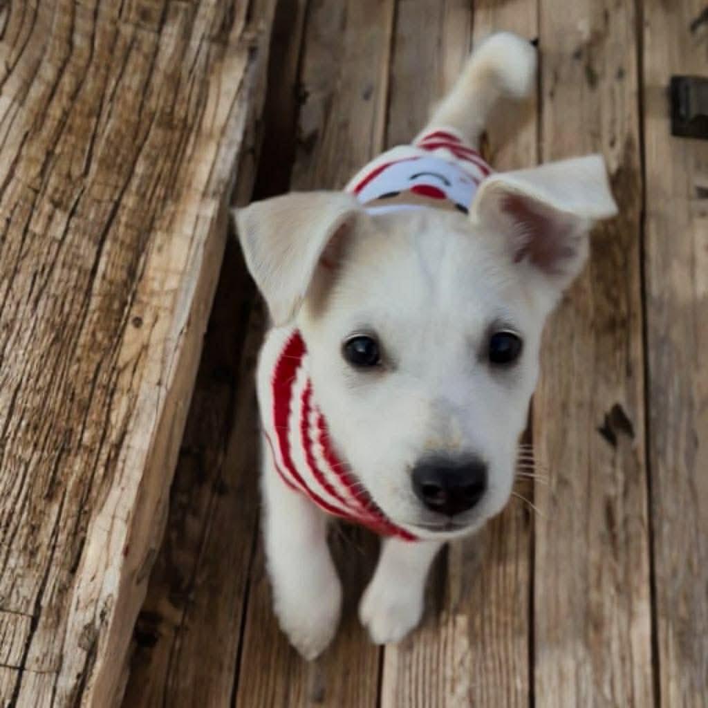 Enlarge Nicholas, a Adoptable mixed breed in Phoenix, AZ image 2/2