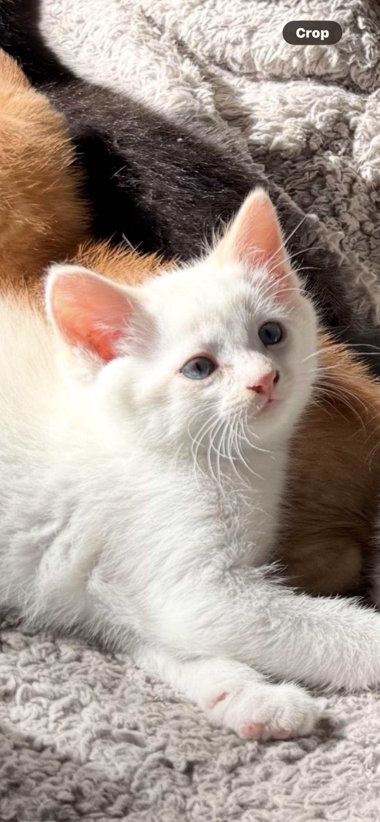 Stewart, Adopted, Young Male Siamese.